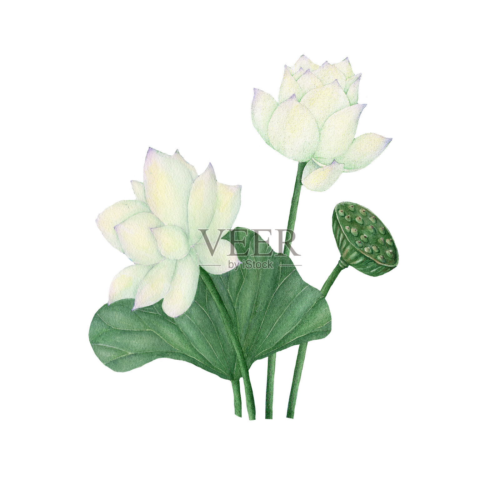 荷花插图水彩画。白色背景上的花。水彩手绘植物插图的一朵花。设计元素图片