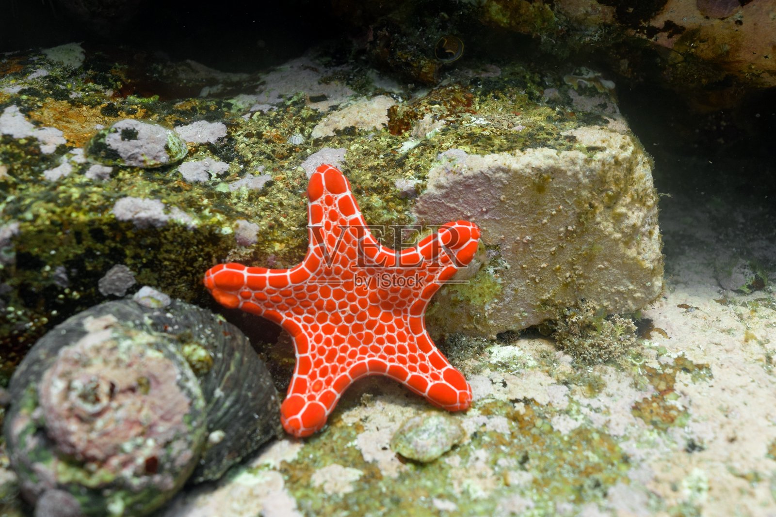 橙色的海星在海底照片摄影图片