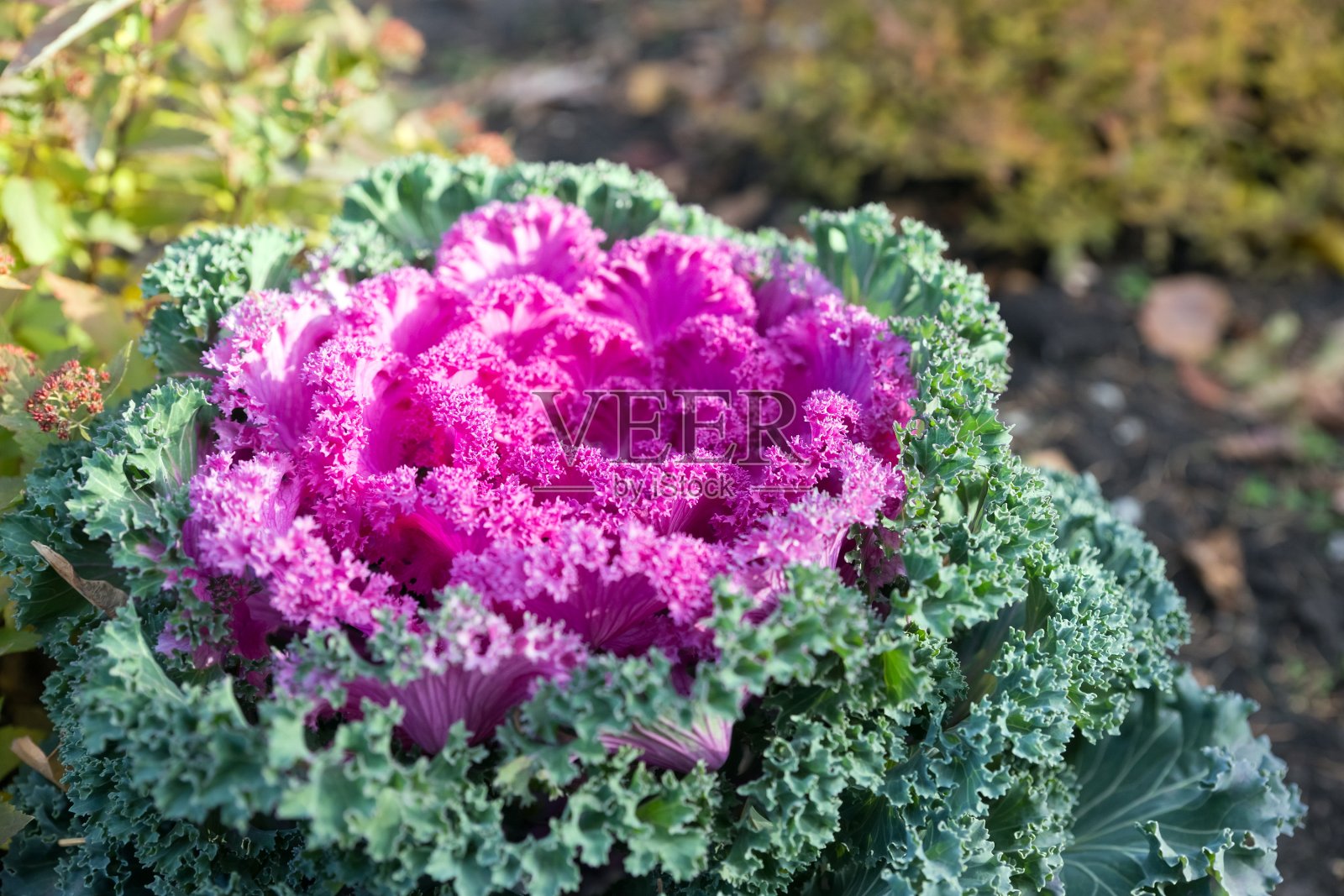 美丽的亮粉色观赏卷心菜生长在深秋的花园里。杂交品种名古屋红F1。照片摄影图片