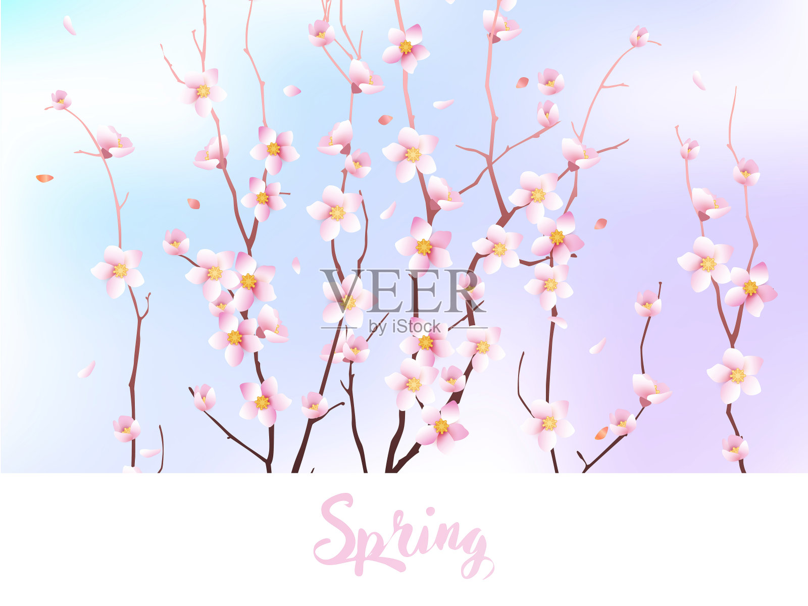 春天的背景设计，盛开的樱花对着天空插画图片素材