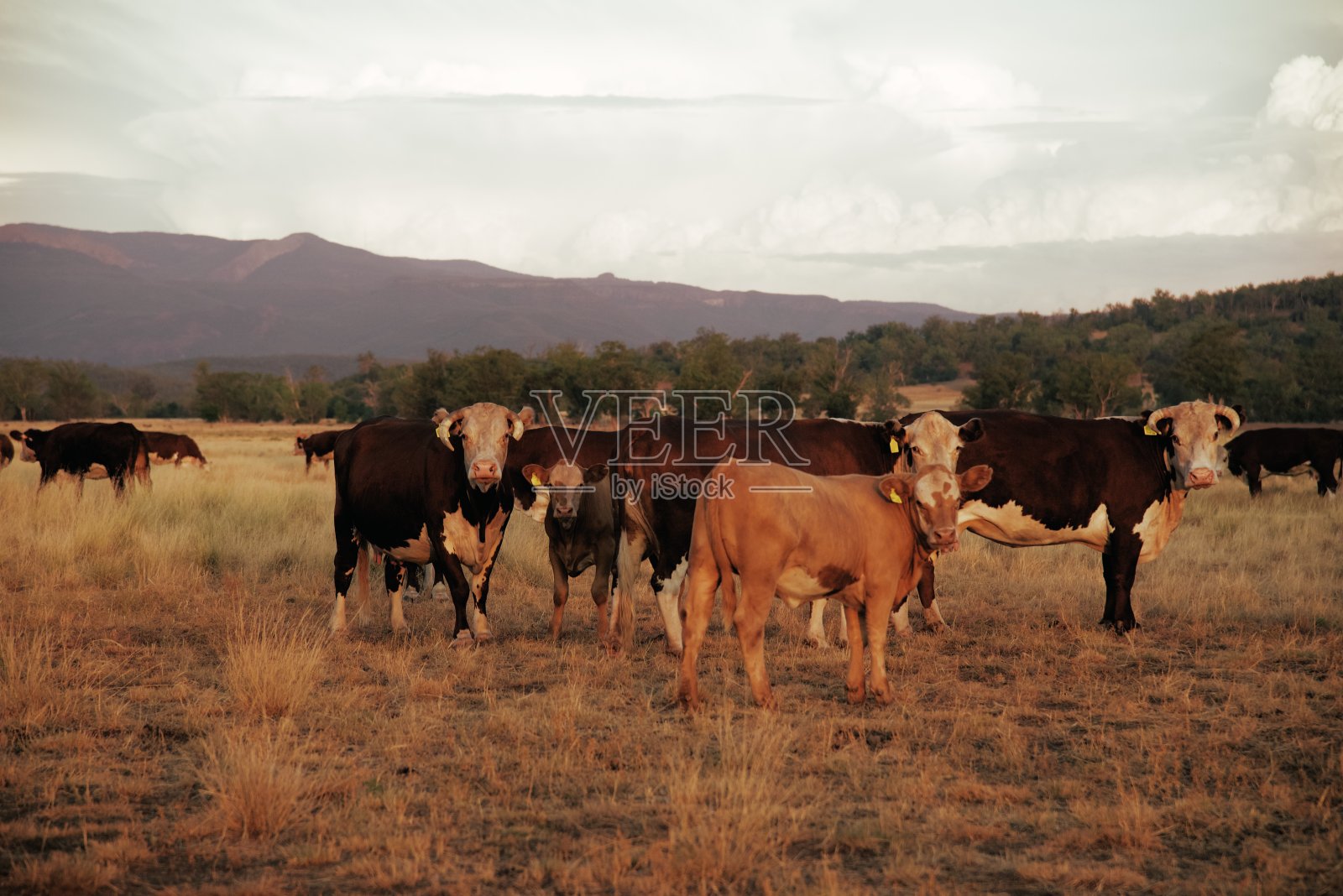 日落时田野里的一群肉牛照片摄影图片