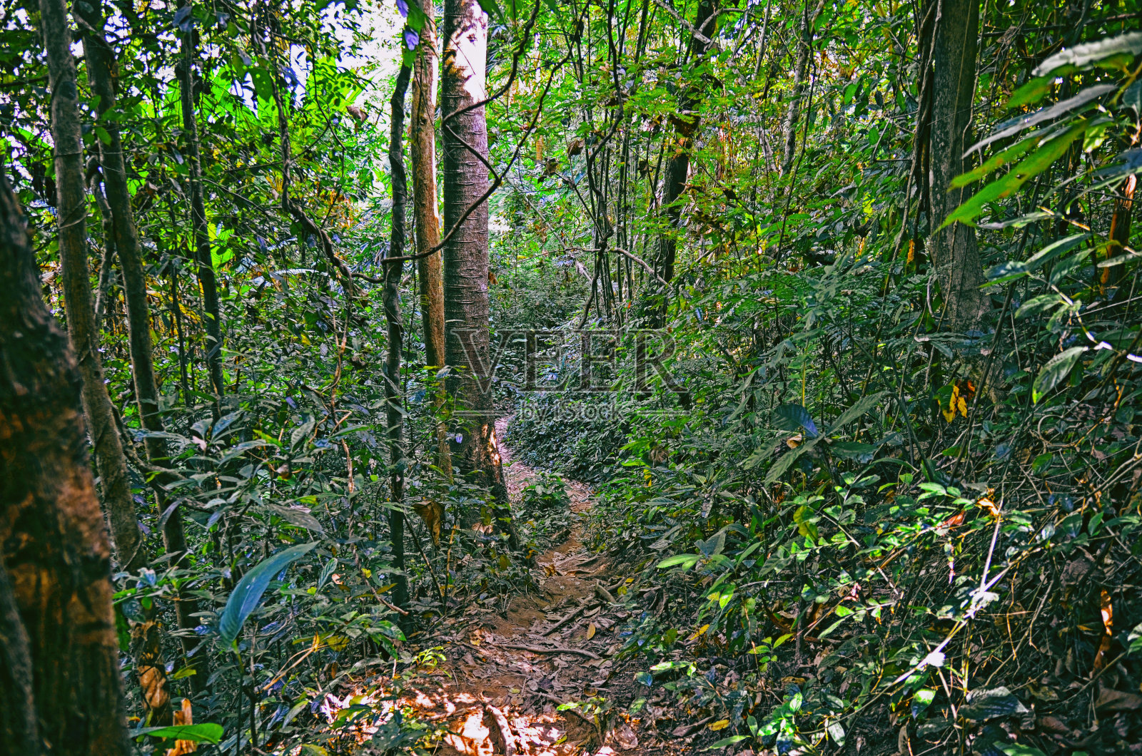 泰国Khao Yai国家公园美丽的热带森林景色照片摄影图片