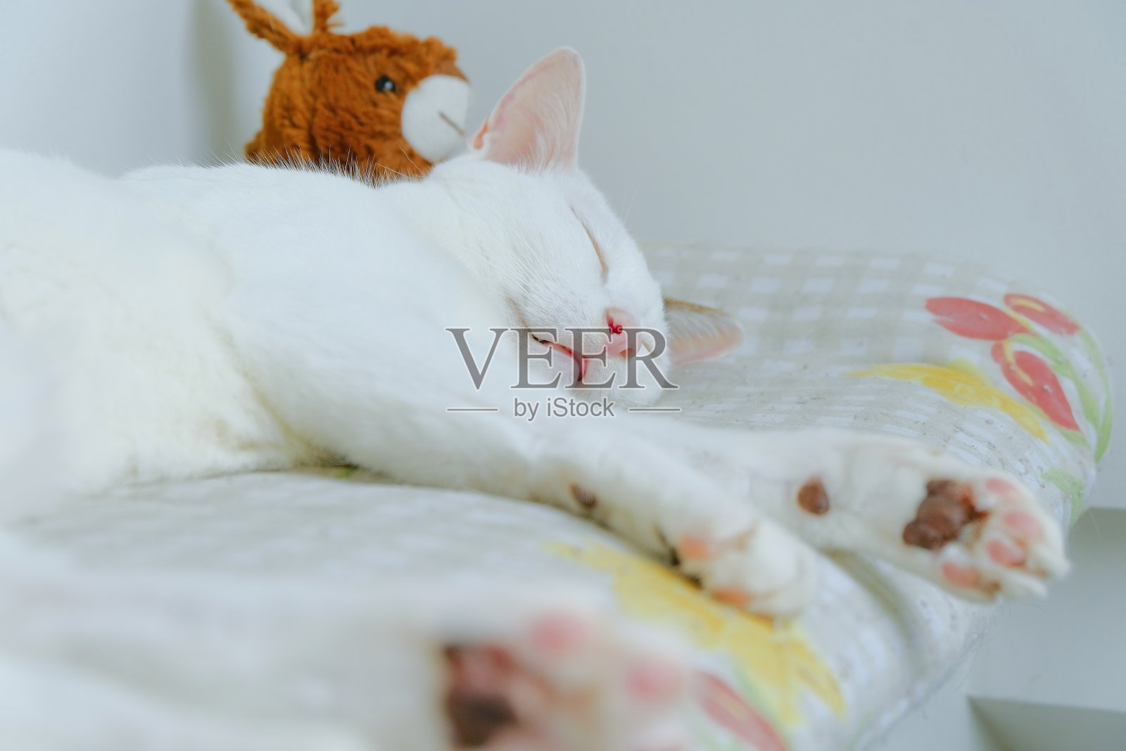 可爱的白猫正在睡觉照片摄影图片