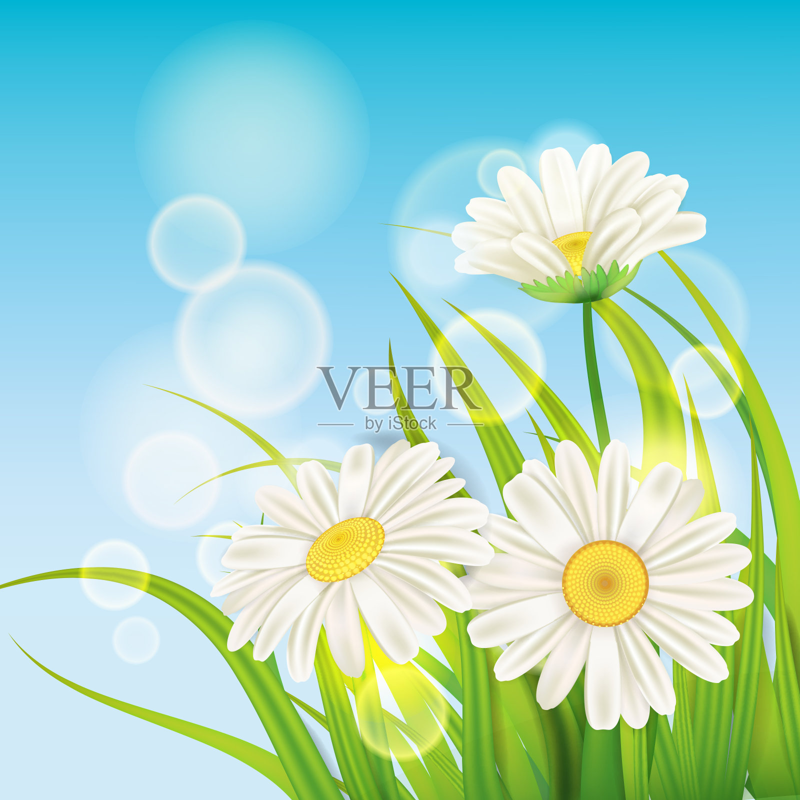 春天雏菊的背景新鲜的绿草，愉快多汁的春天的颜色，矢量，插图，模板，旗帜，孤立照片摄影图片