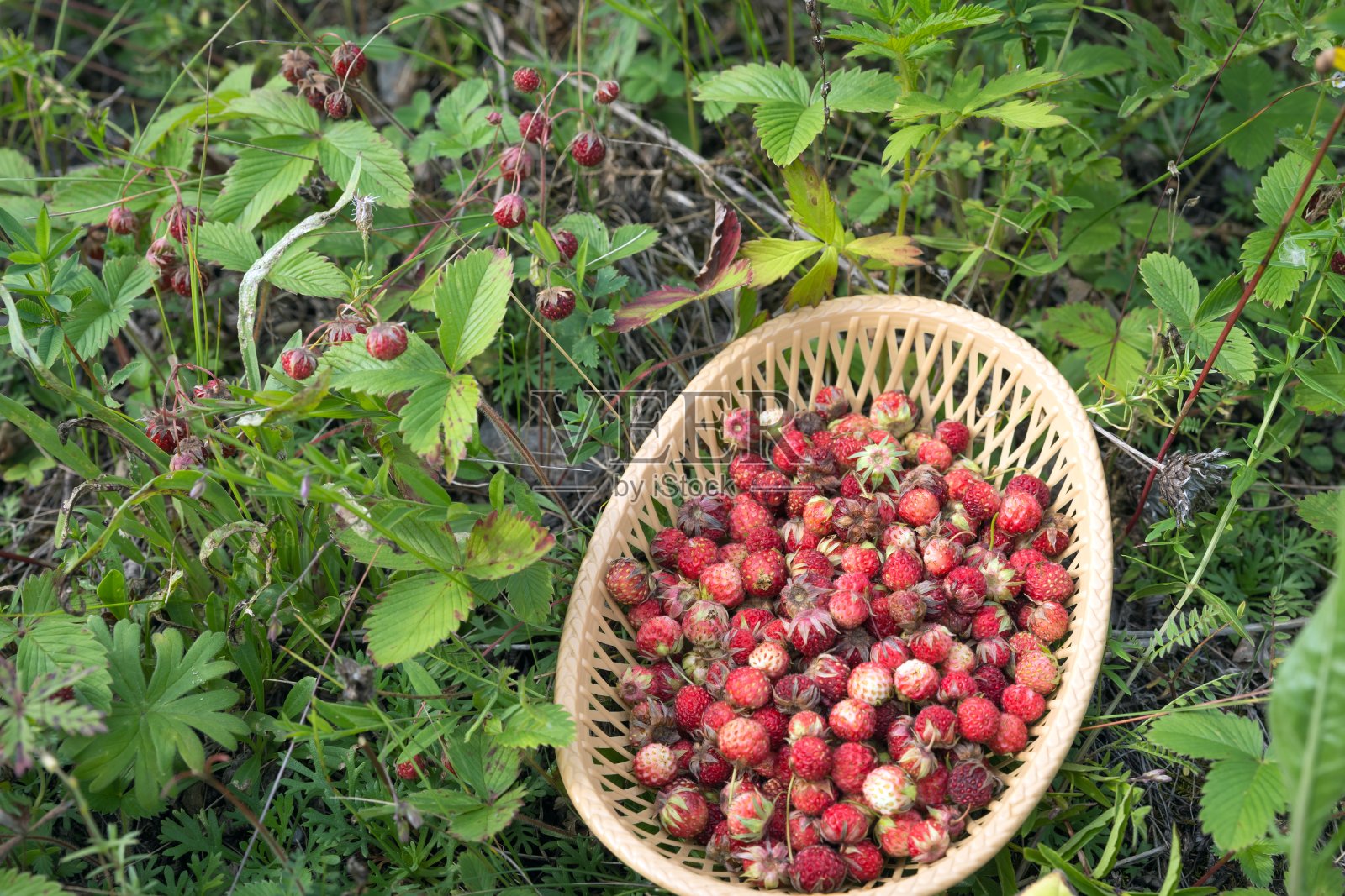 森林野生草莓躺在一个盘子上，它站在绿色的草地中生长的草莓。照片摄影图片