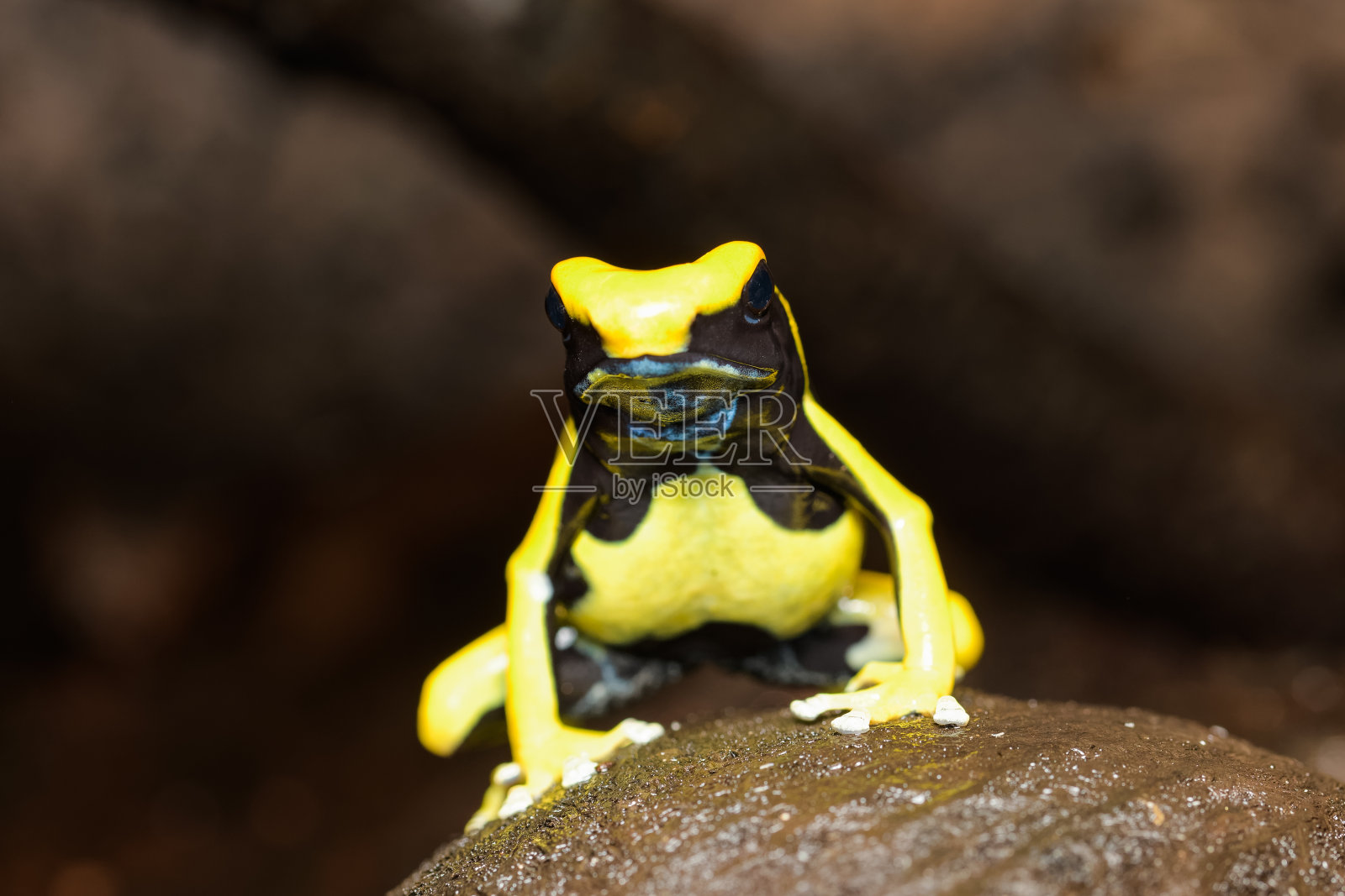 染毒箭蛙“Regina”照片摄影图片