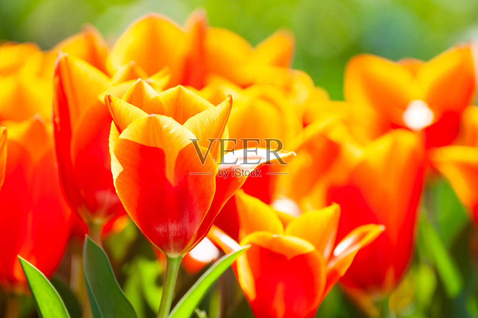 盛开的红色郁金香花。照片摄影图片