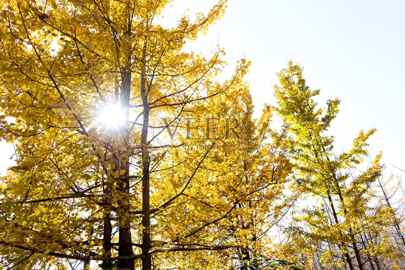 阳光穿过秋天的银杏树照片摄影图片