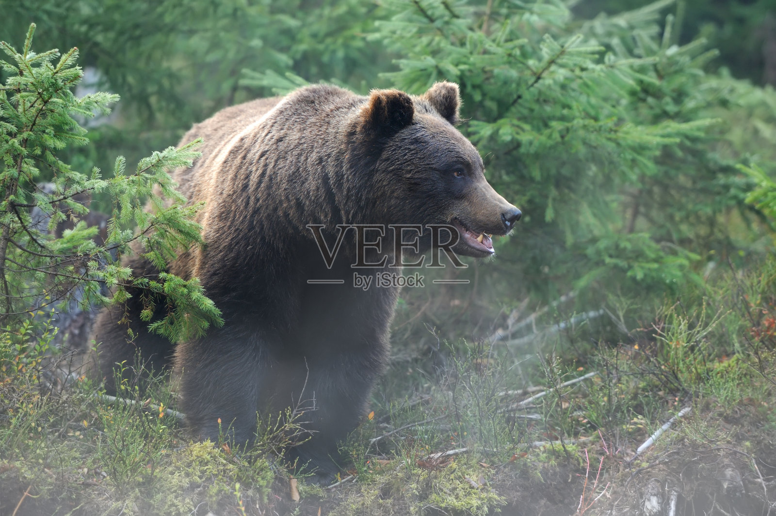 森林中的大熊照片摄影图片