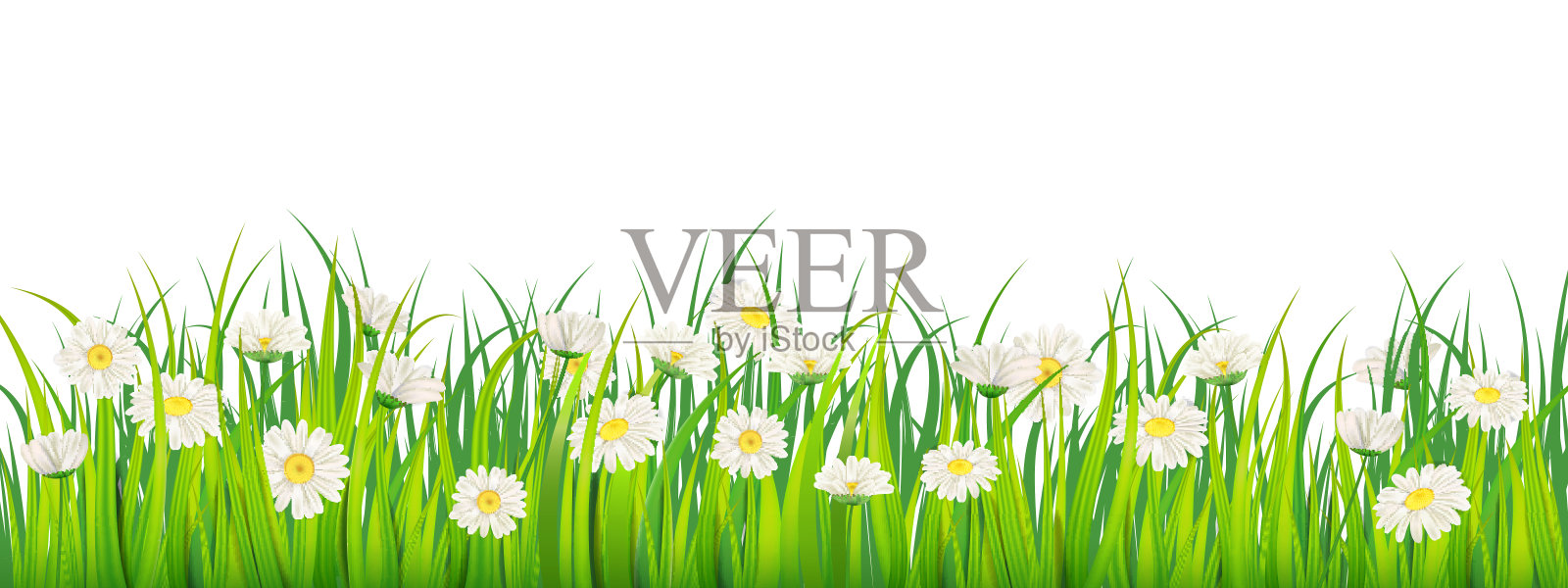 模板背景春天的田野鲜花的雏菊和绿色多汁的草，草地，蓝天，白云。矢量，插图，孤立，横幅，传单插画图片素材