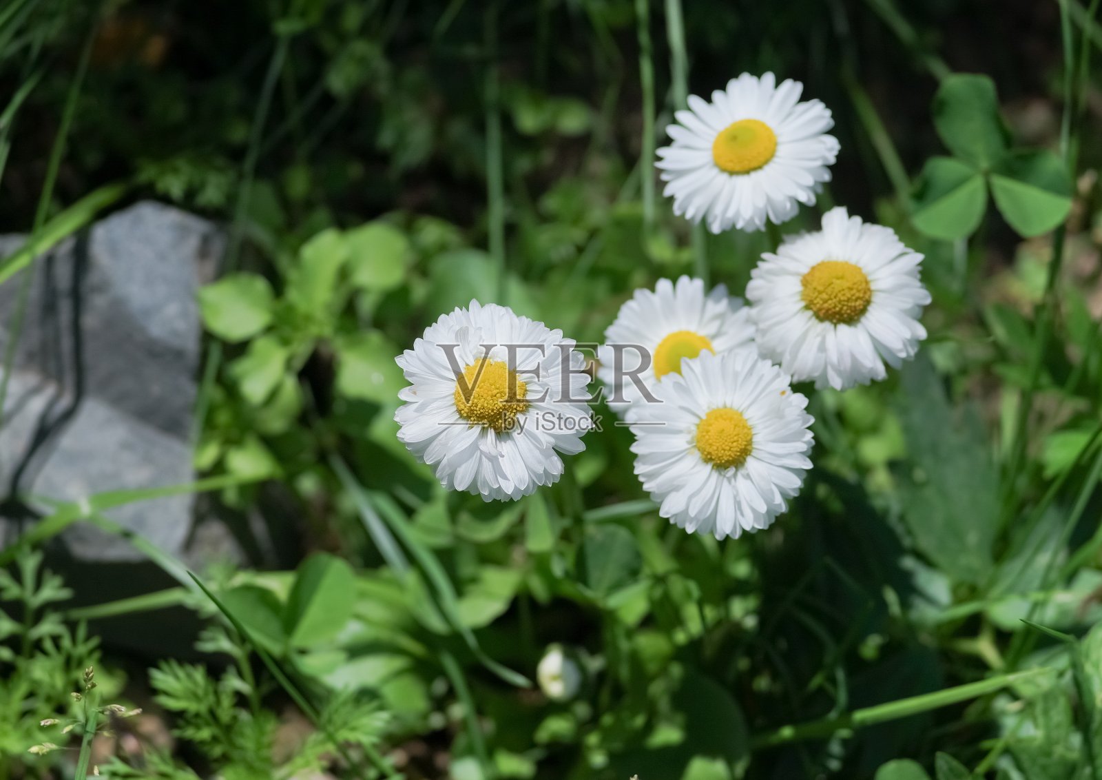 春天，花坛上很少有盛开的白色雏菊。照片摄影图片