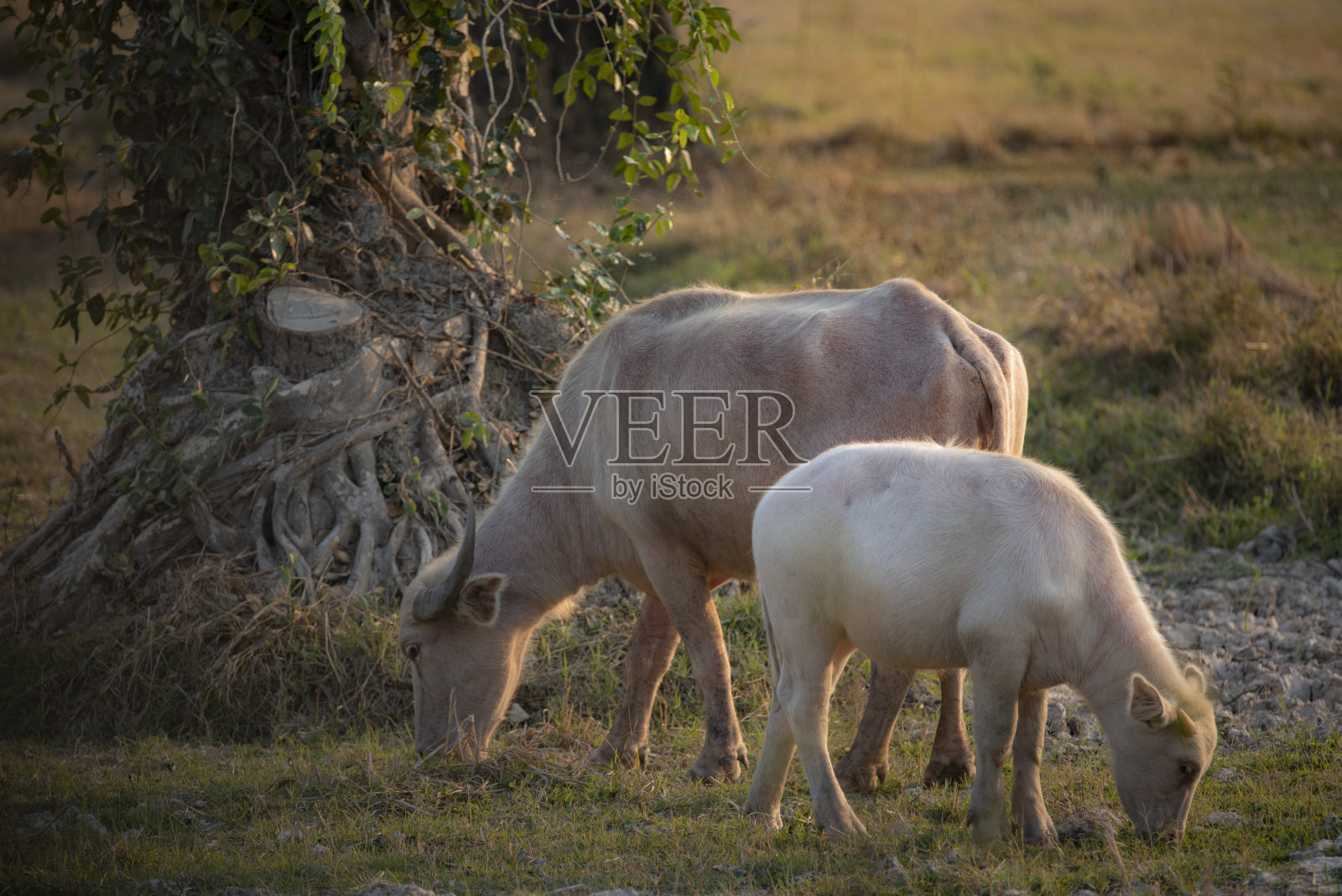 泰国农村地区的白化水牛照片摄影图片