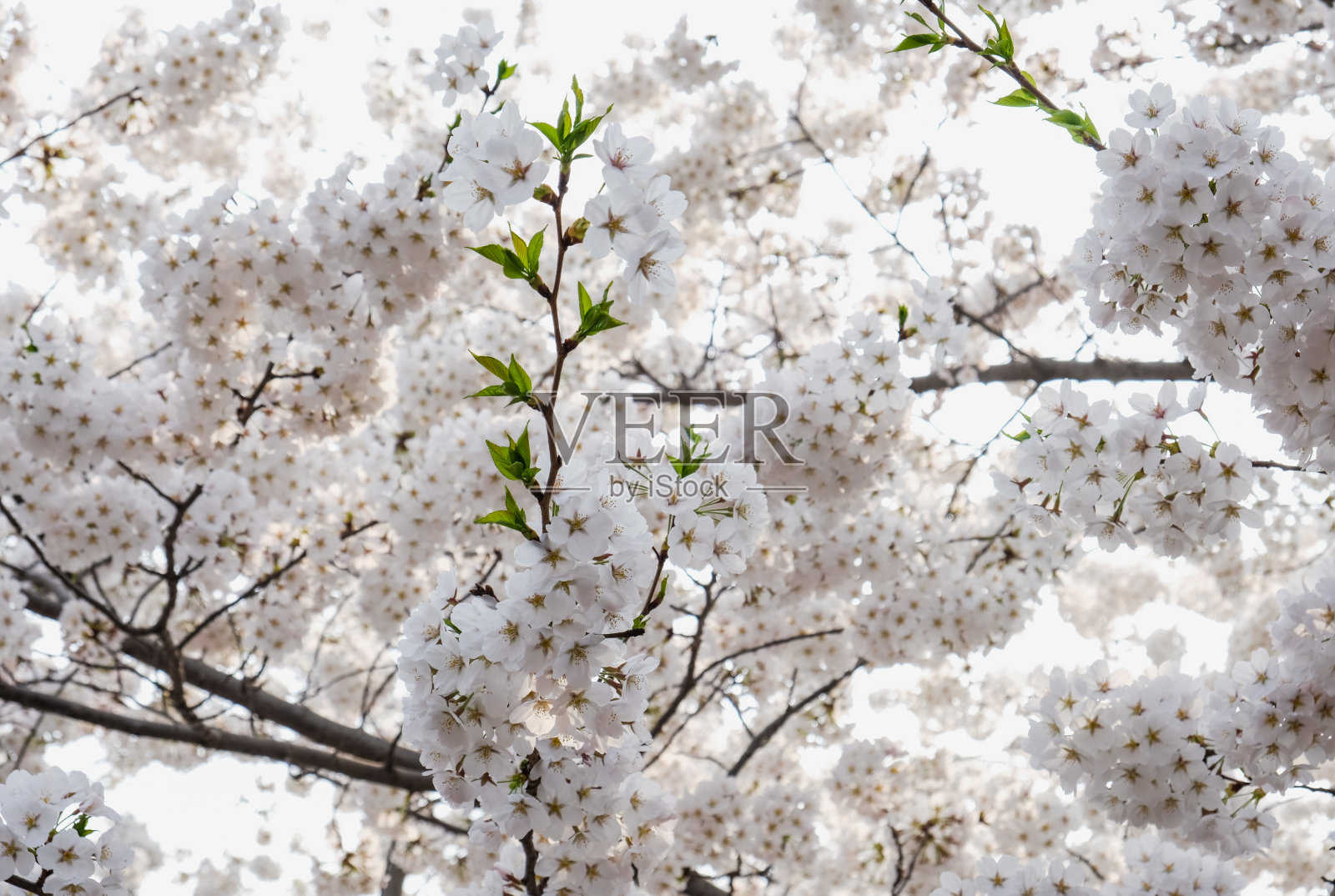 特写白色樱花在春天开花的季节，自然的背景照片摄影图片