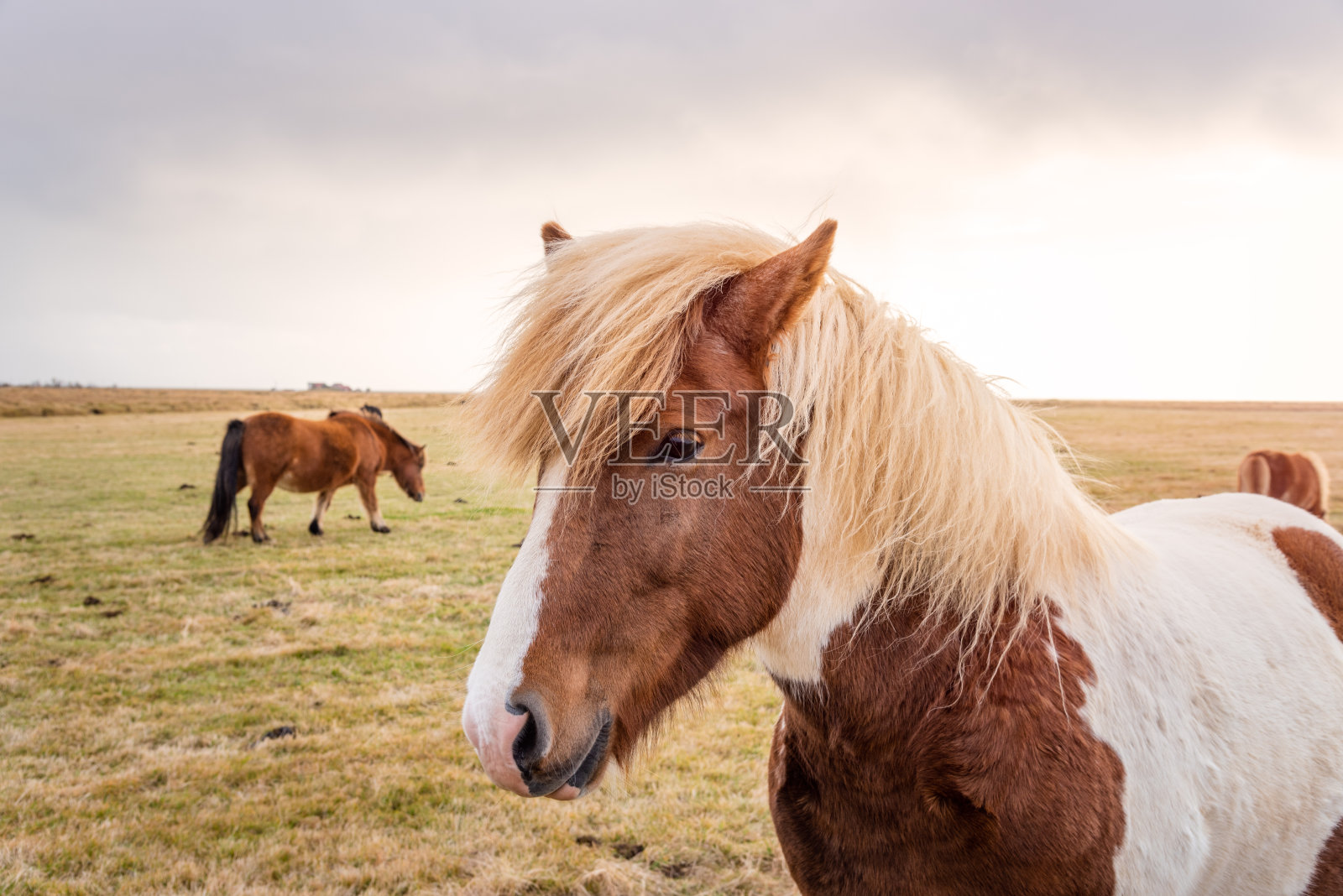 美丽的棕色和白色冰岛马在一个农场和多云的天空照片摄影图片