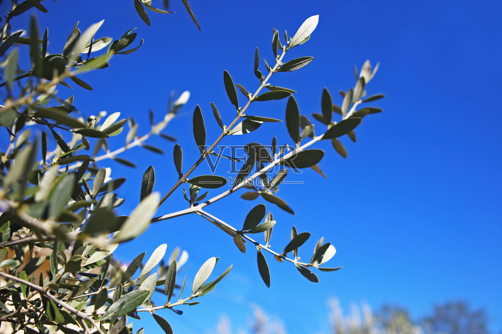 传统的希腊橄榄树与蓝天背景的特写照片摄影图片