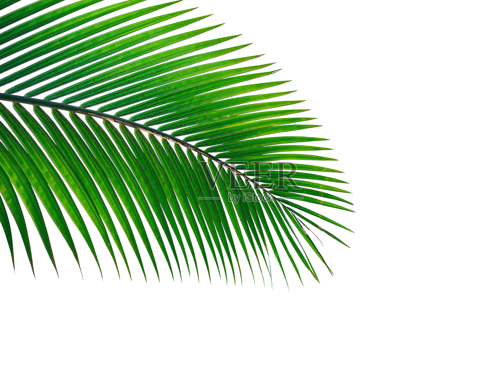 在白色背景上孤立的热带棕榈叶照片摄影图片