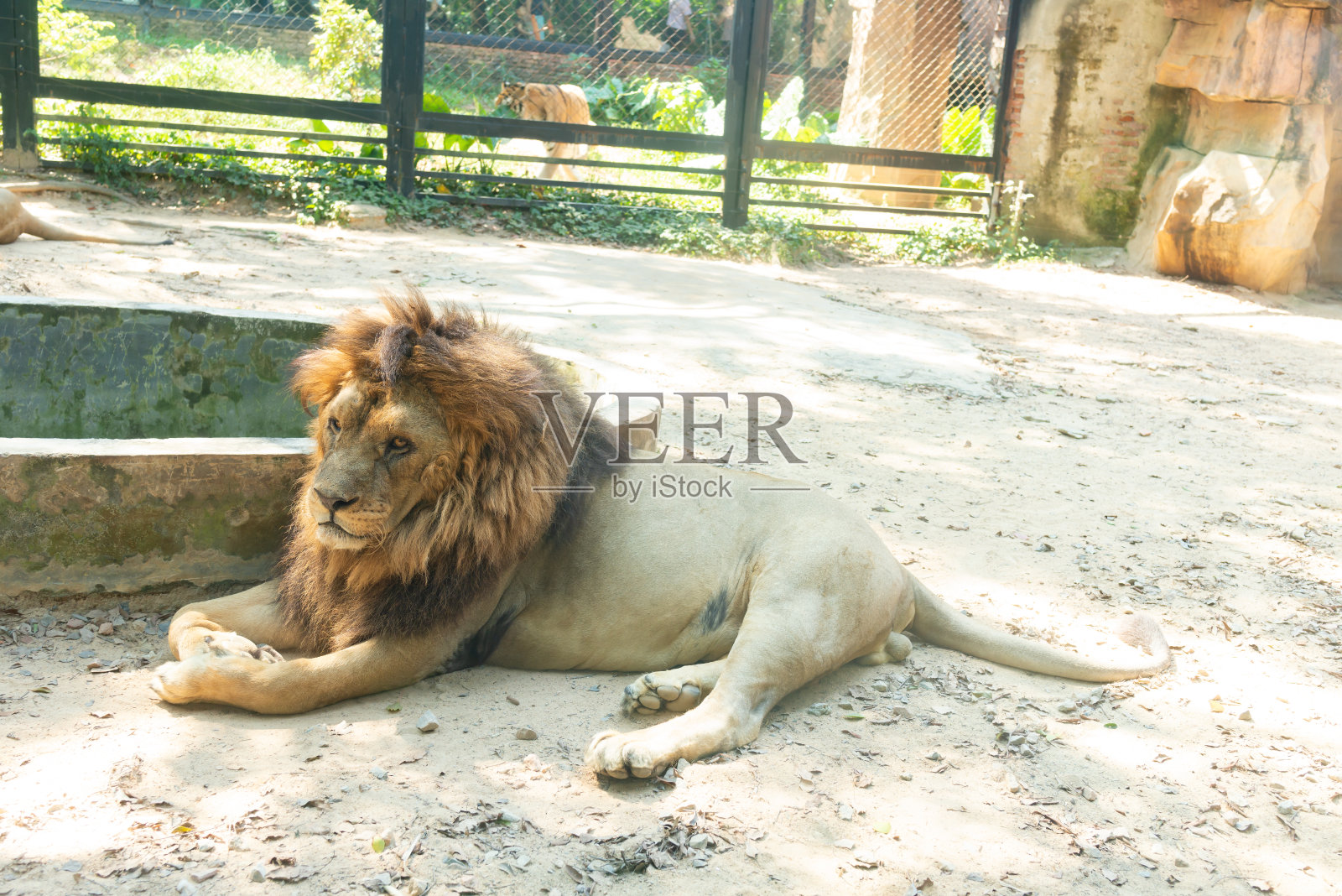 一只雄狮躺在动物园里照片摄影图片