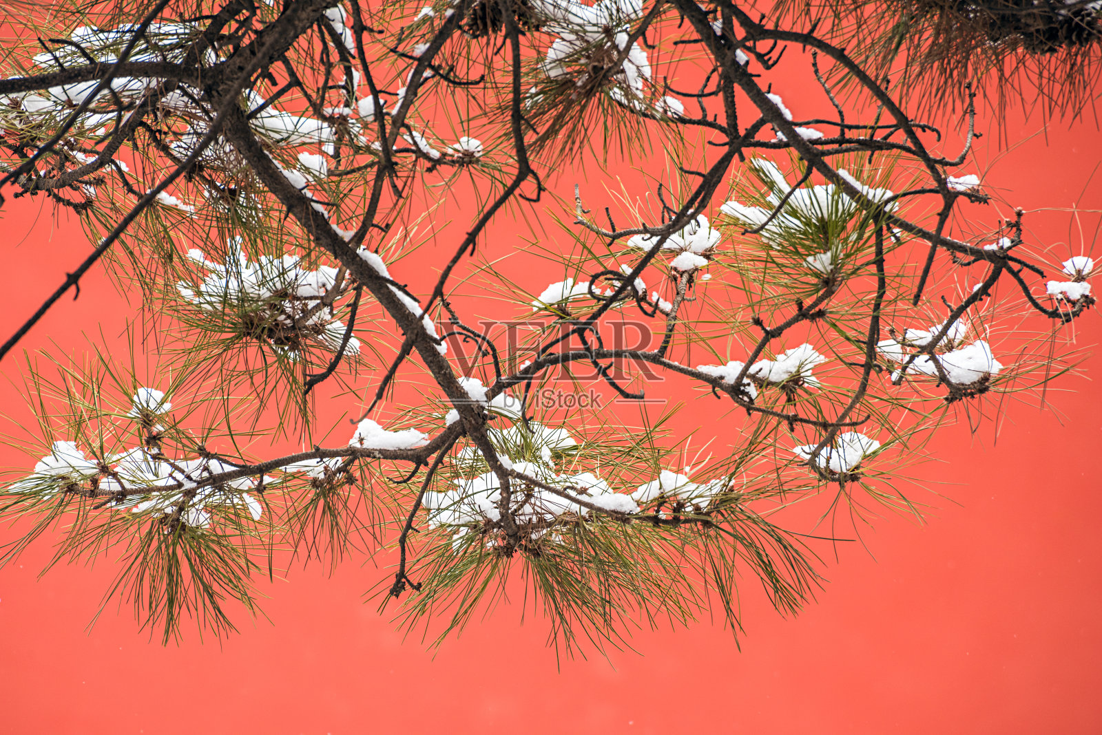 红墙的映衬下，松树上覆盖着白雪照片摄影图片