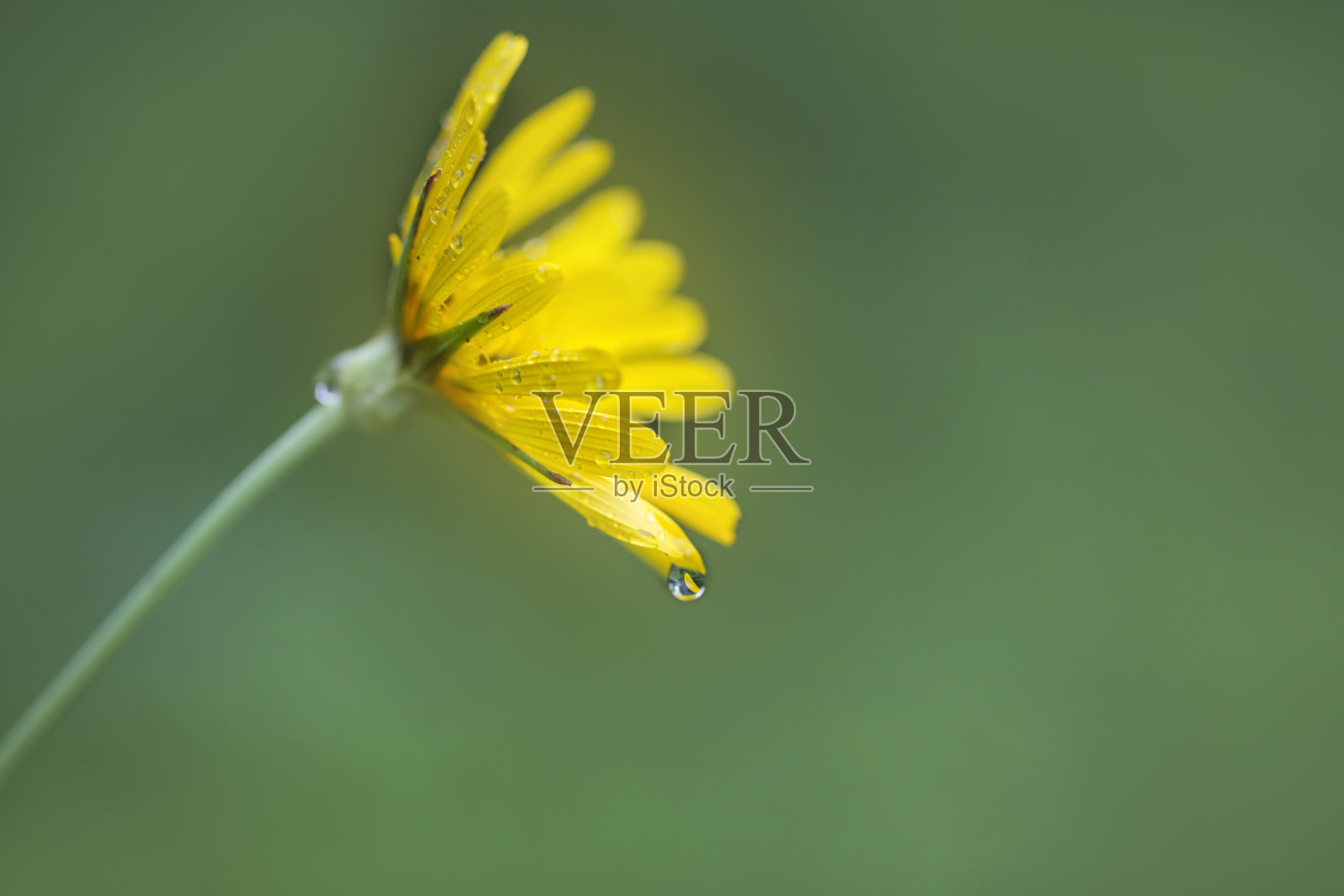 黄色珍珠菊或非洲雏菊的大图照片摄影图片