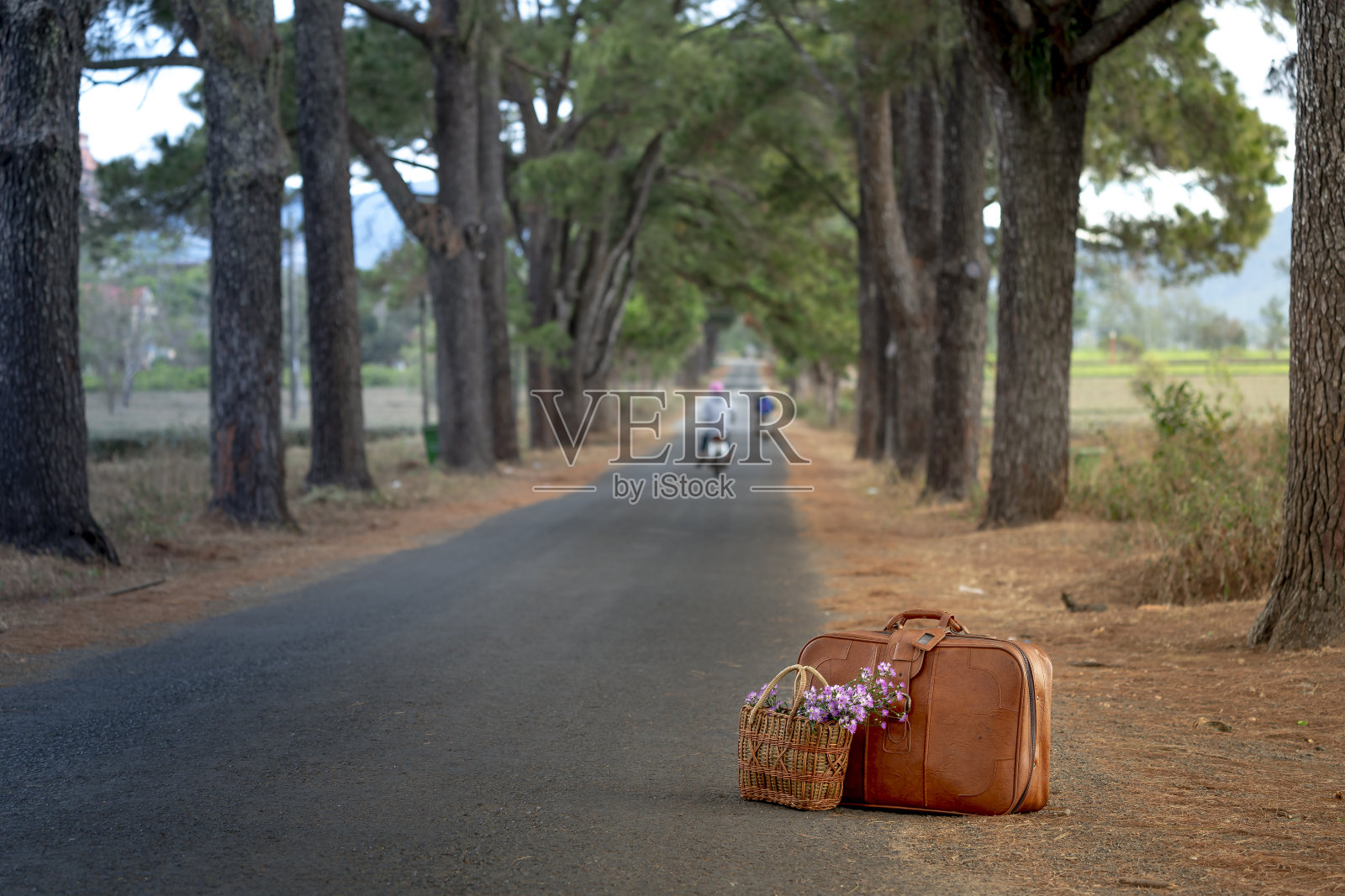 旧行李箱和路上的雏菊花束。农村照片摄影图片