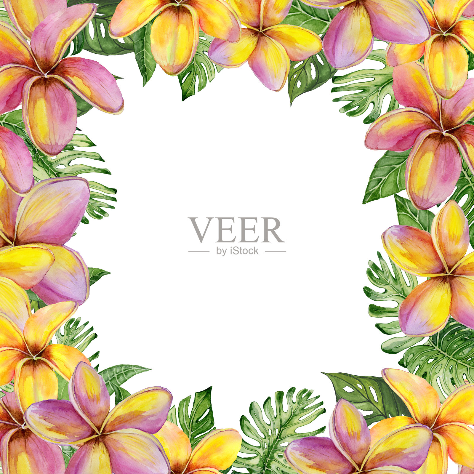 美丽的热带花卉镶边鸡蛋花和异国情调的叶子。方形框架与白色背景的文本。水彩画。插画图片素材