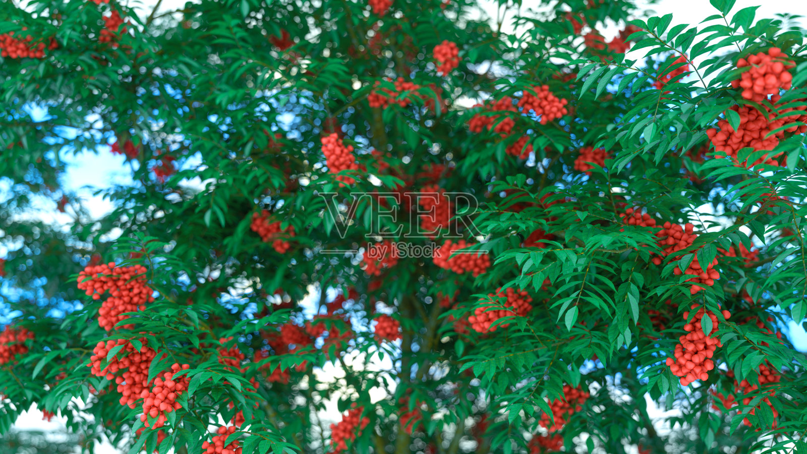 花叶与成熟的红色簇照片摄影图片