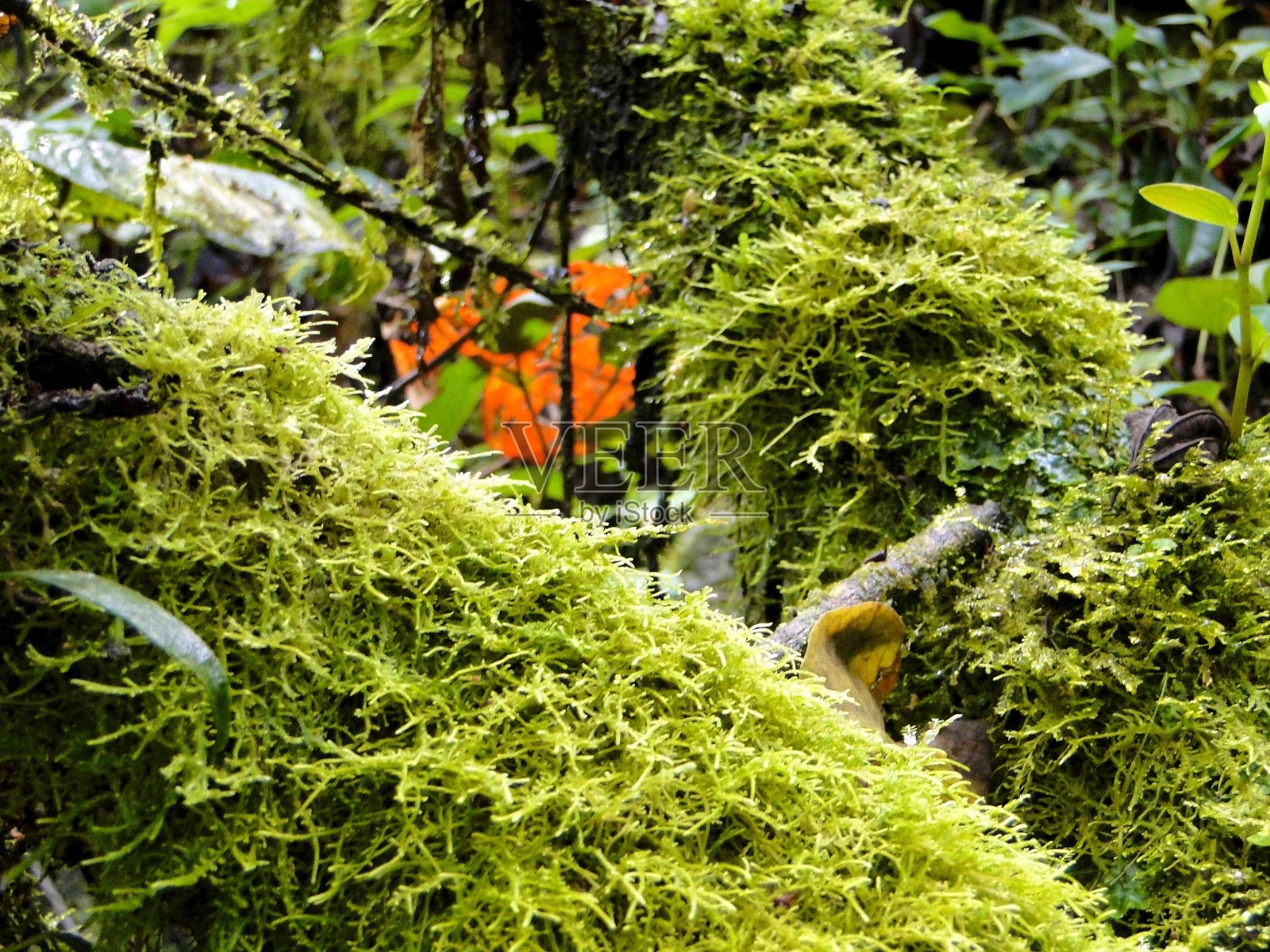 热带雨林中的特殊植物照片摄影图片