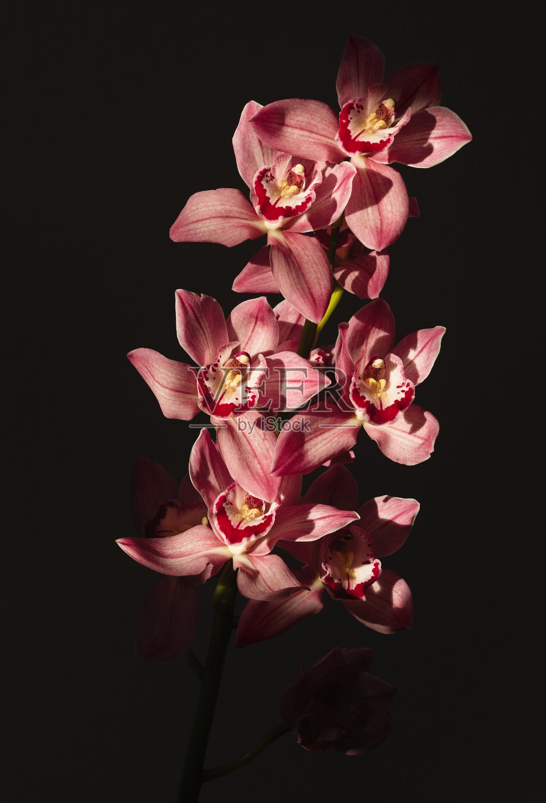 粉红色兰花枝。照片摄影图片