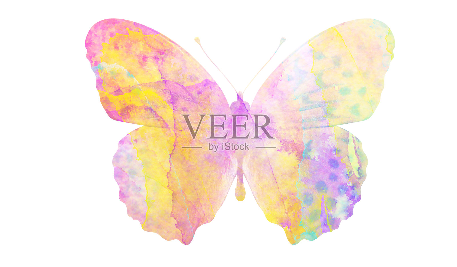 水彩蝴蝶。用于设计的热带昆虫。在白色背景上隔离照片摄影图片