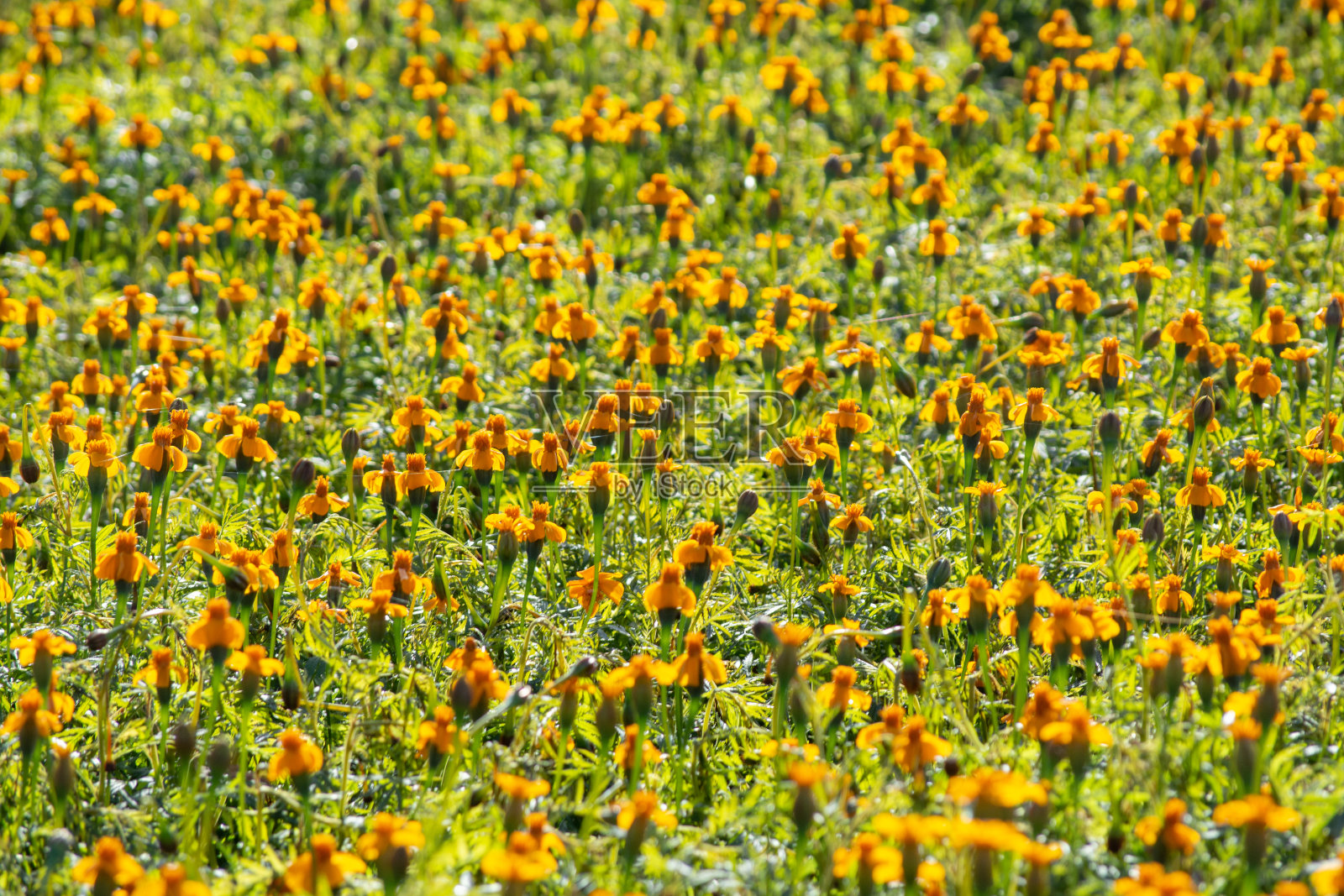 花的背景与明亮的橙色万寿菊花照片摄影图片