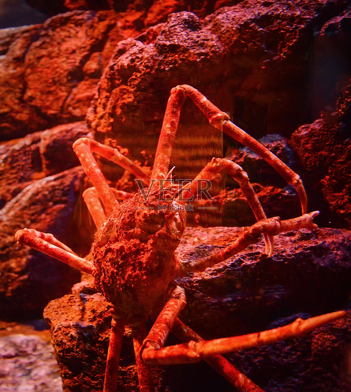 日本巨型蜘蛛蟹在岩石海洋的水下水族馆里游泳照片摄影图片