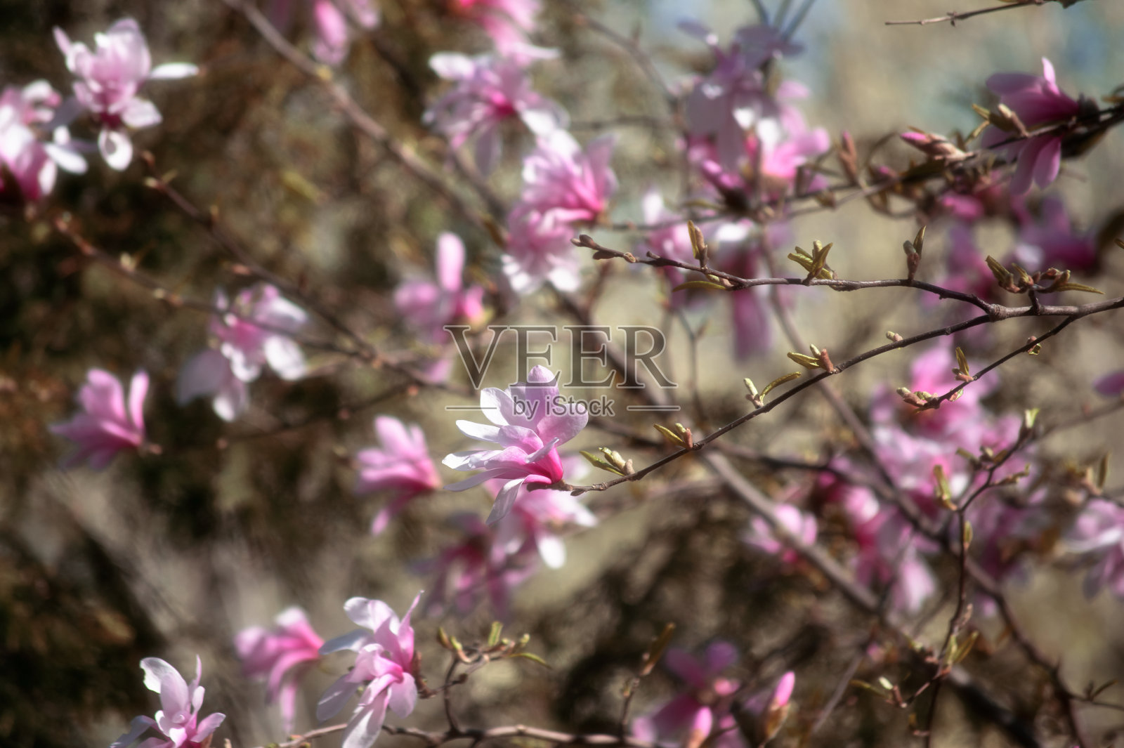 神秘的春天背景与粉红色的玉兰花照片摄影图片