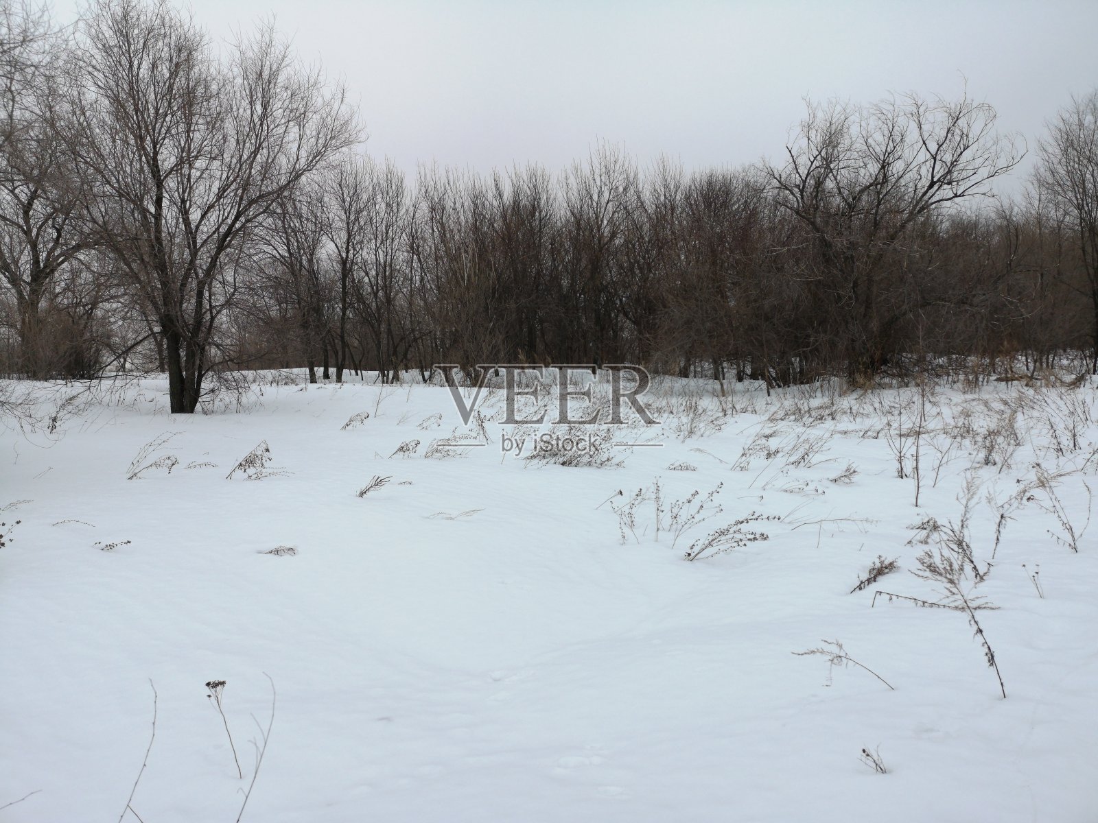 俄罗斯的冬季景观。树木在白雪覆盖的森林与山丘和贫民区照片摄影图片