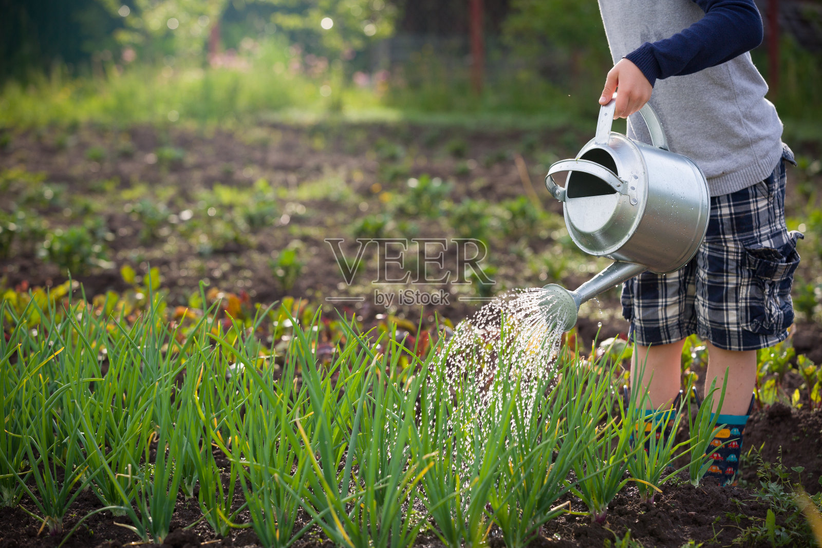 可爱的小男孩在花园里用喷壶浇植物。可爱的孩子帮助父母种蔬菜，玩得很开心。儿童户外活动。照片摄影图片