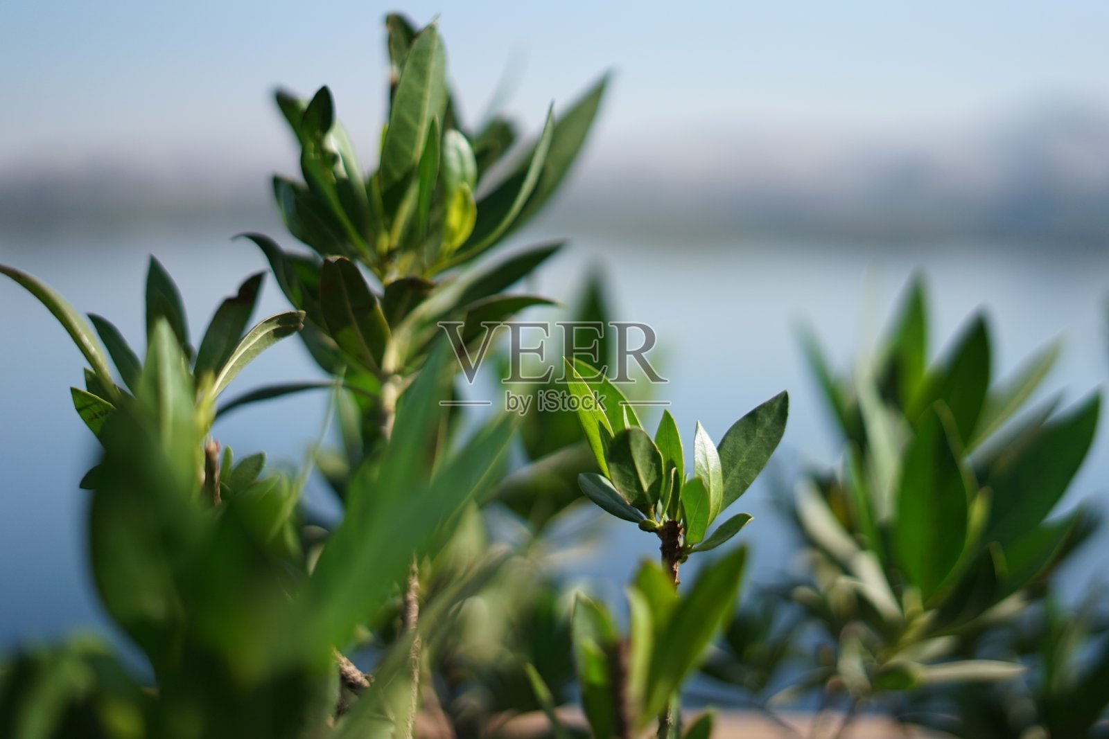 尼罗河边的绿色植物照片摄影图片