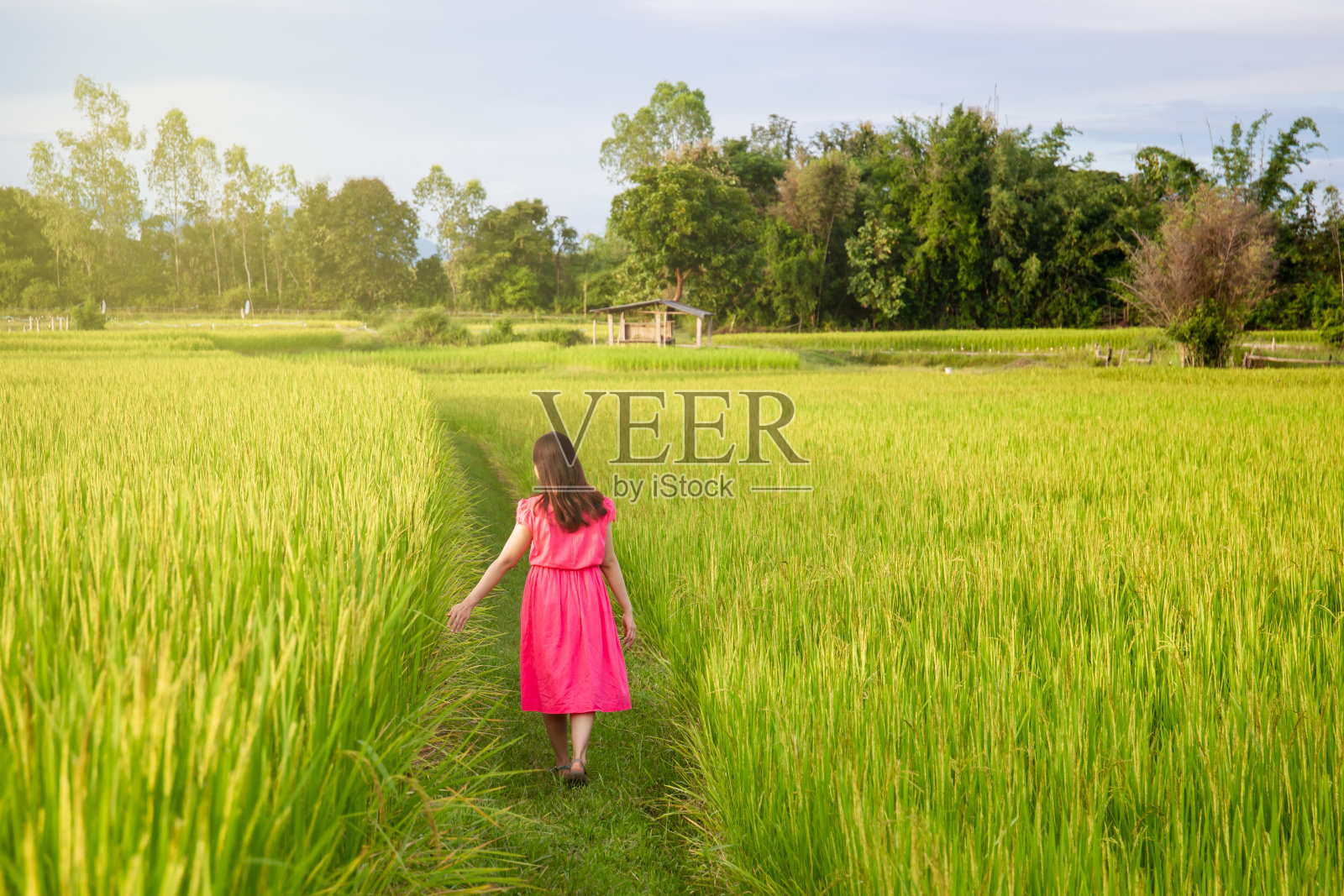 美丽的女孩在稻田里享受。照片摄影图片