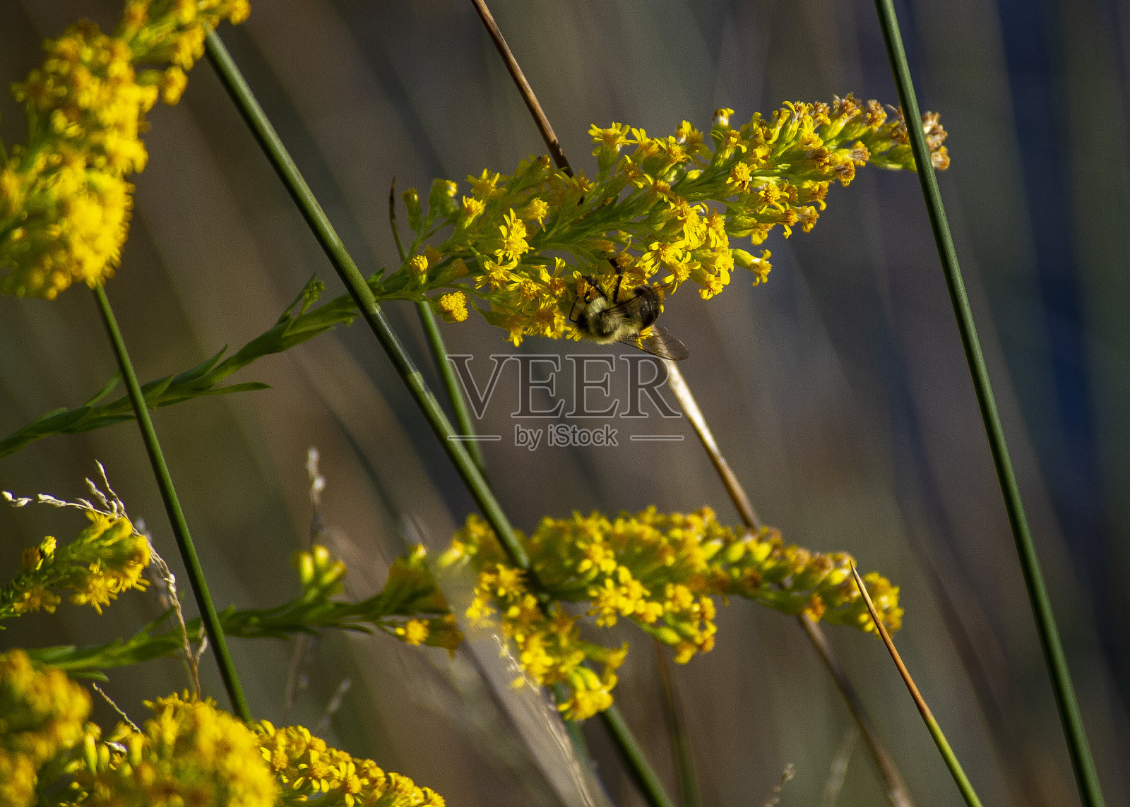大黄蜂在秋麒麟草属植物照片摄影图片