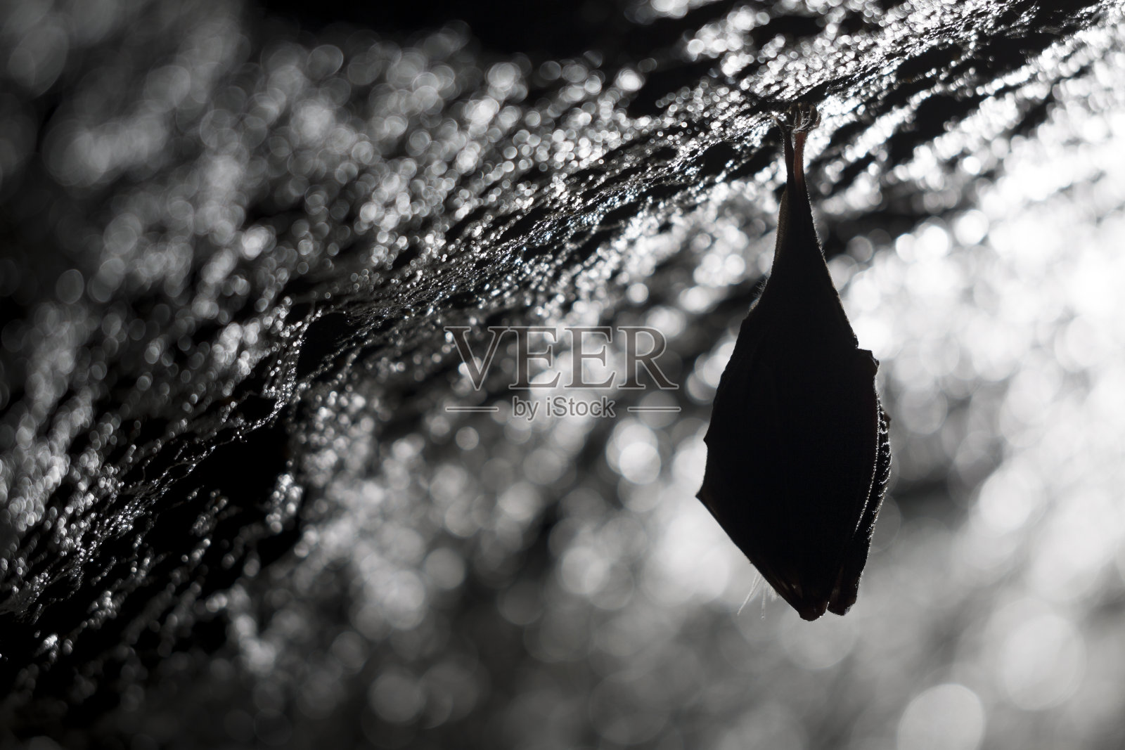 靠近小马蹄蝙蝠覆盖着翅膀，倒挂在寒冷的自然岩洞顶部冬眠。照片摄影图片