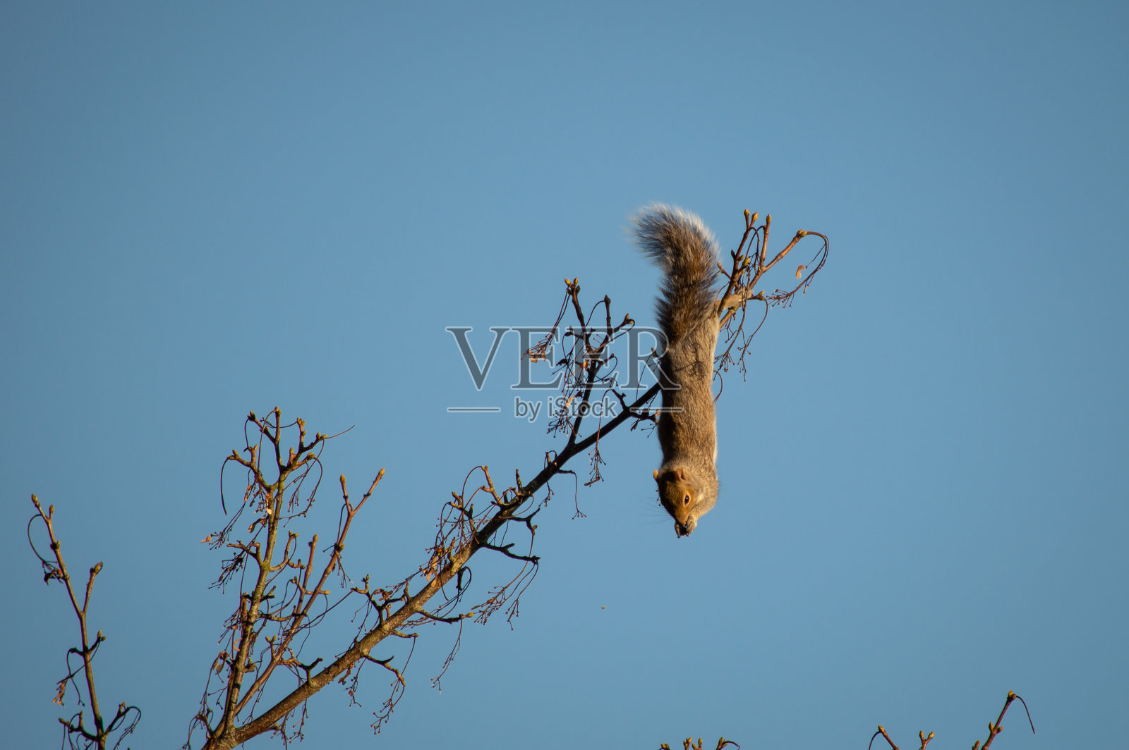 灰松鼠挂在树上照片摄影图片