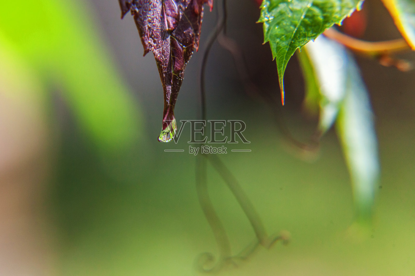 葡萄栽培的葡萄酒产业。在葡萄园里，雨滴落在绿色的葡萄叶子上照片摄影图片