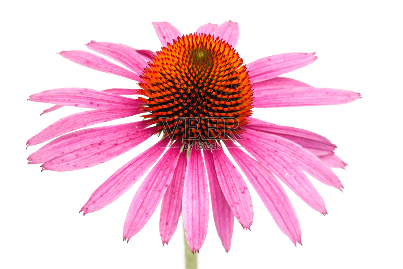 治疗植物:松果花(紫锥菊)单花从上面孤立的白色照片摄影图片