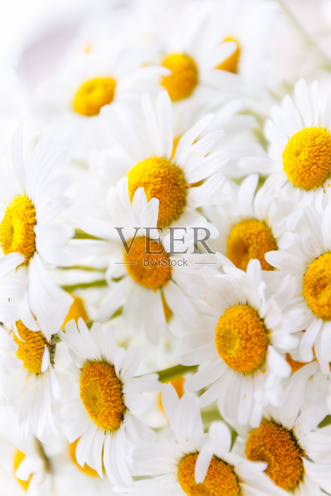 黄色中心的白色田野雏菊的背景。照片摄影图片