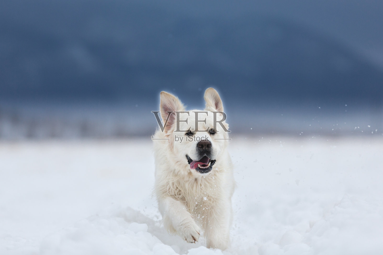 快乐而疯狂的金毛寻回犬在冬天的田野上奔跑照片摄影图片