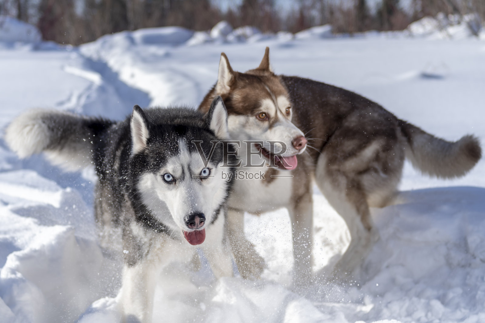 狗在雪中玩耍。两只哈士奇狗跑着打架。照片摄影图片