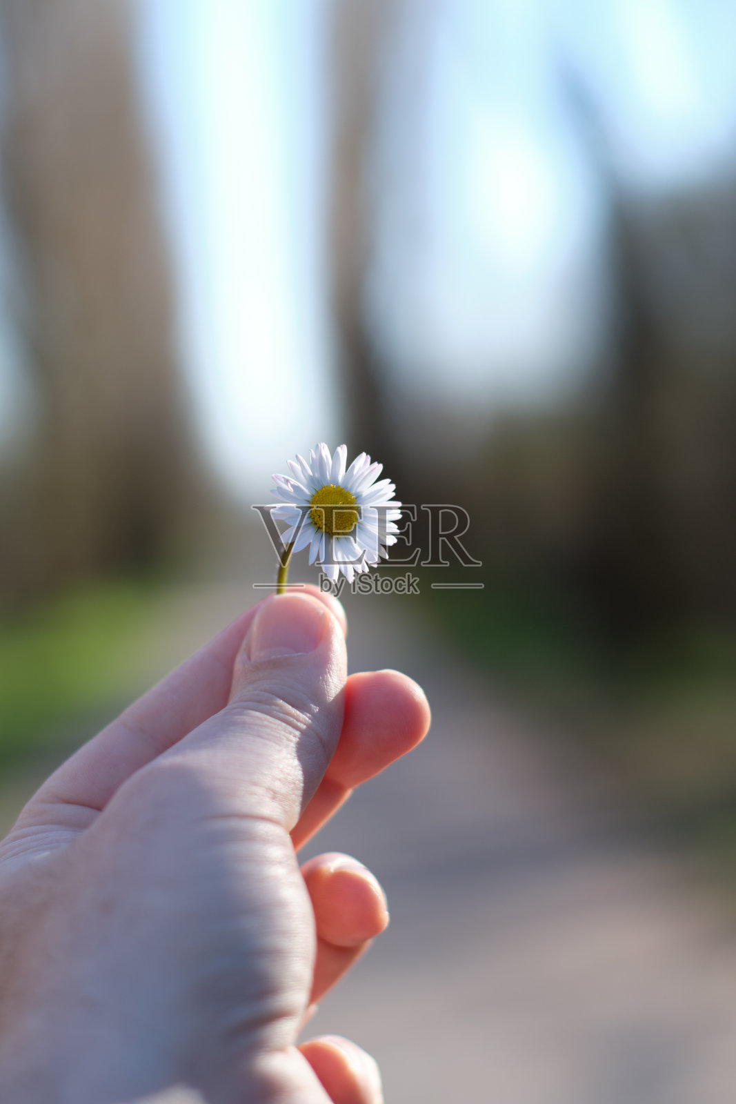 手男子特写抱着小雏菊在一个阳光明媚的日子-希望概念。照片摄影图片