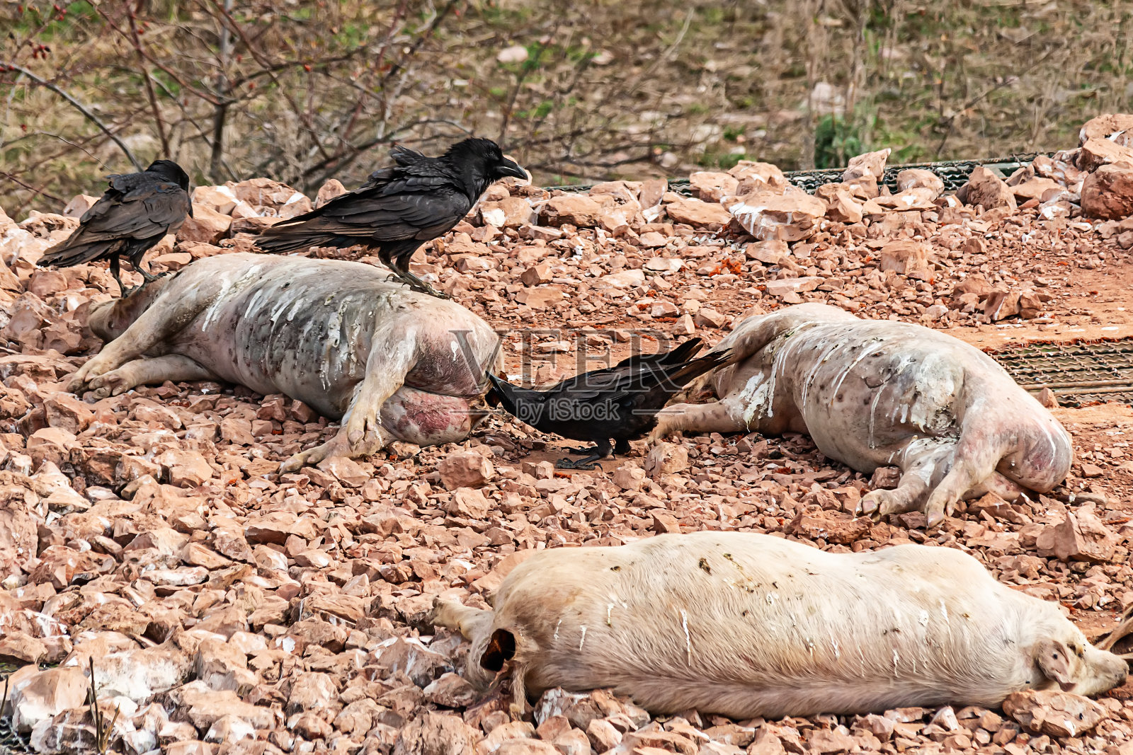 乌鸦吃死猪照片摄影图片