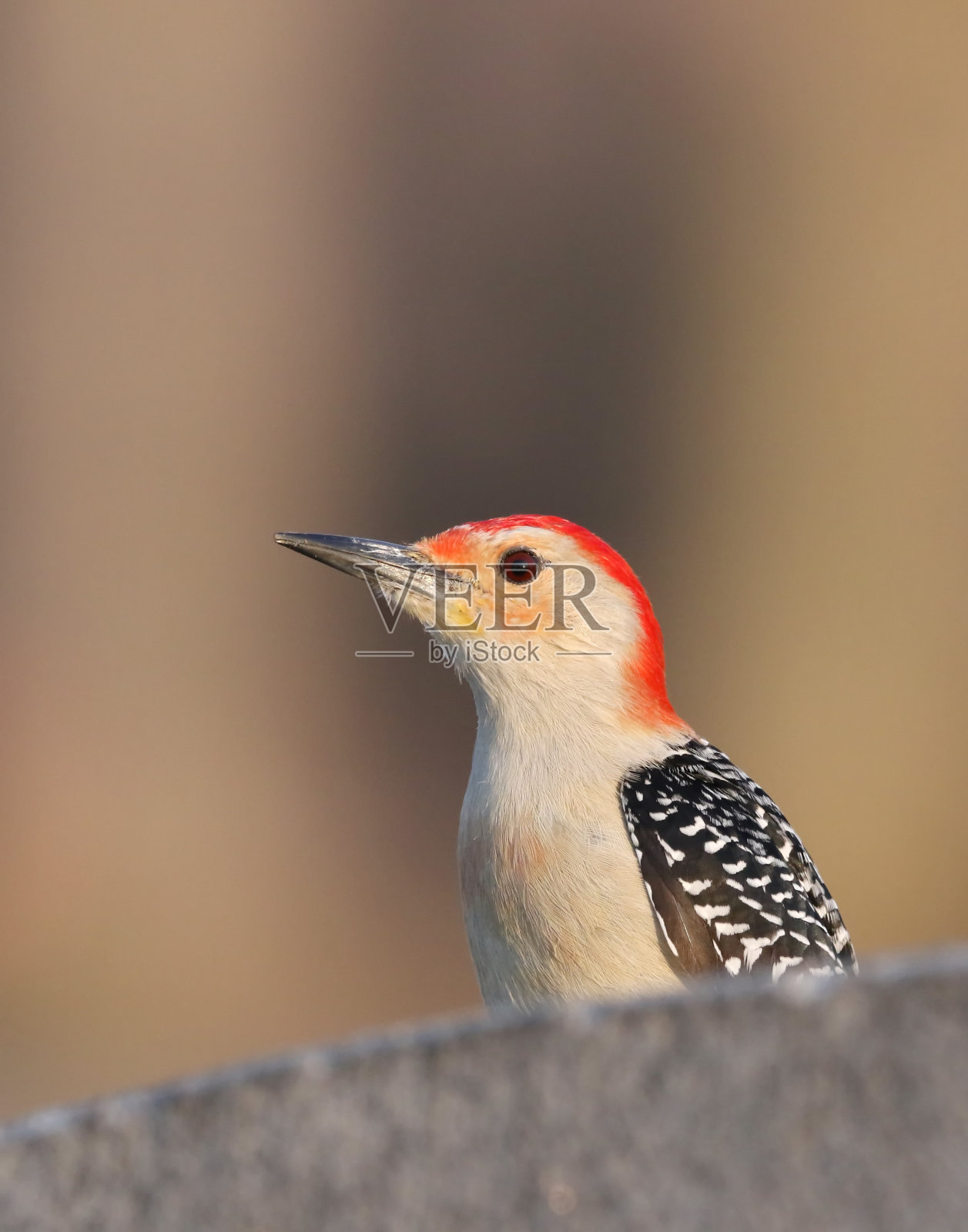 红腹啄木鸟照片摄影图片