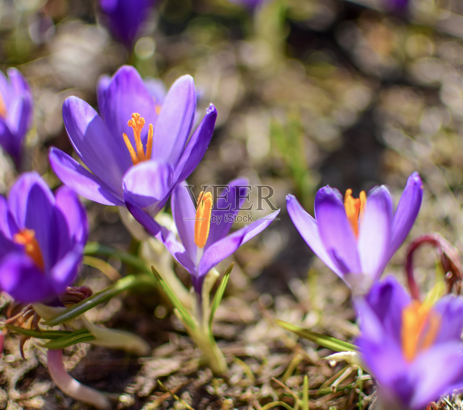 紫春花，野花照片摄影图片