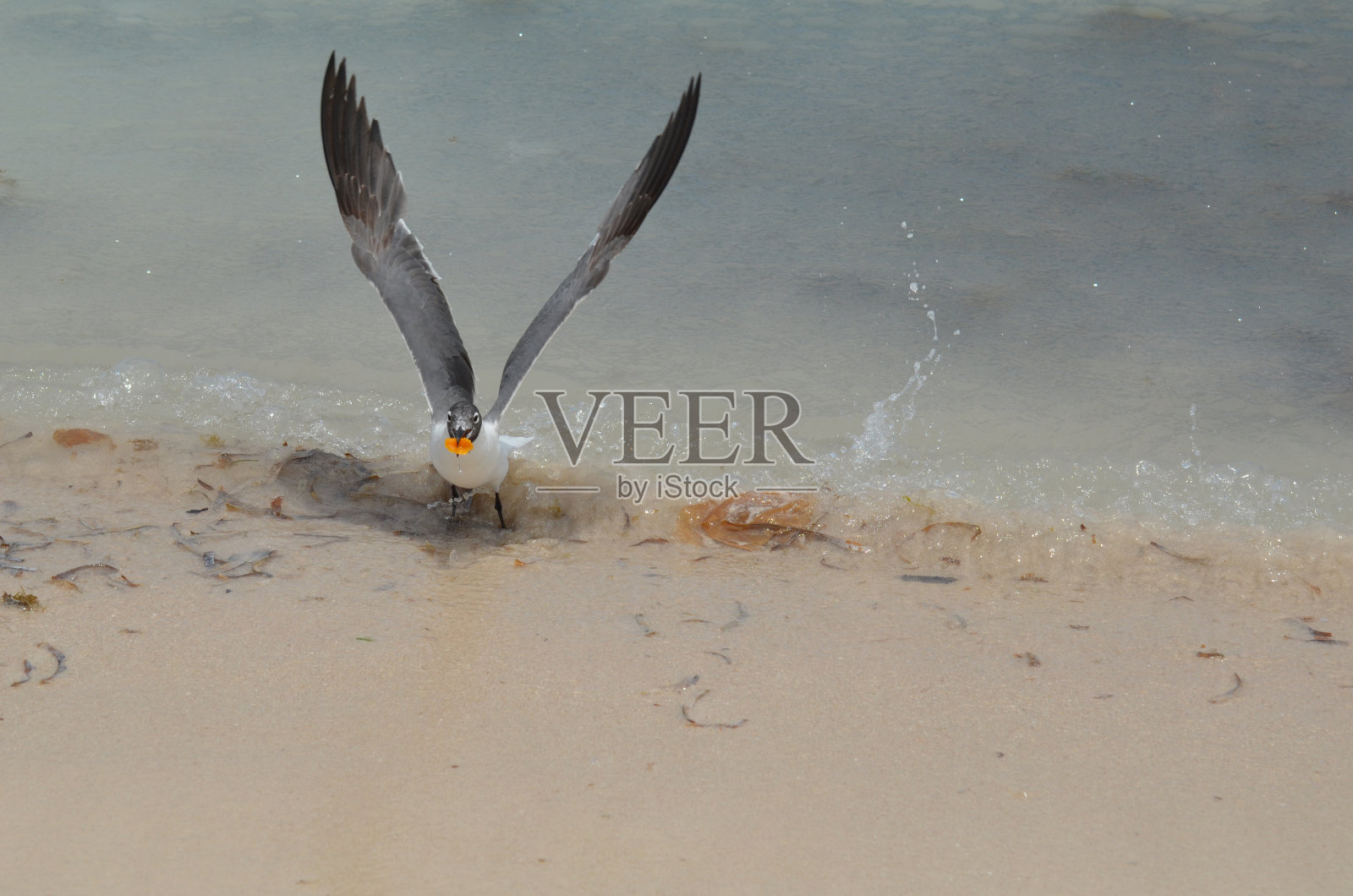 阿鲁巴岛的笑鸥照片摄影图片