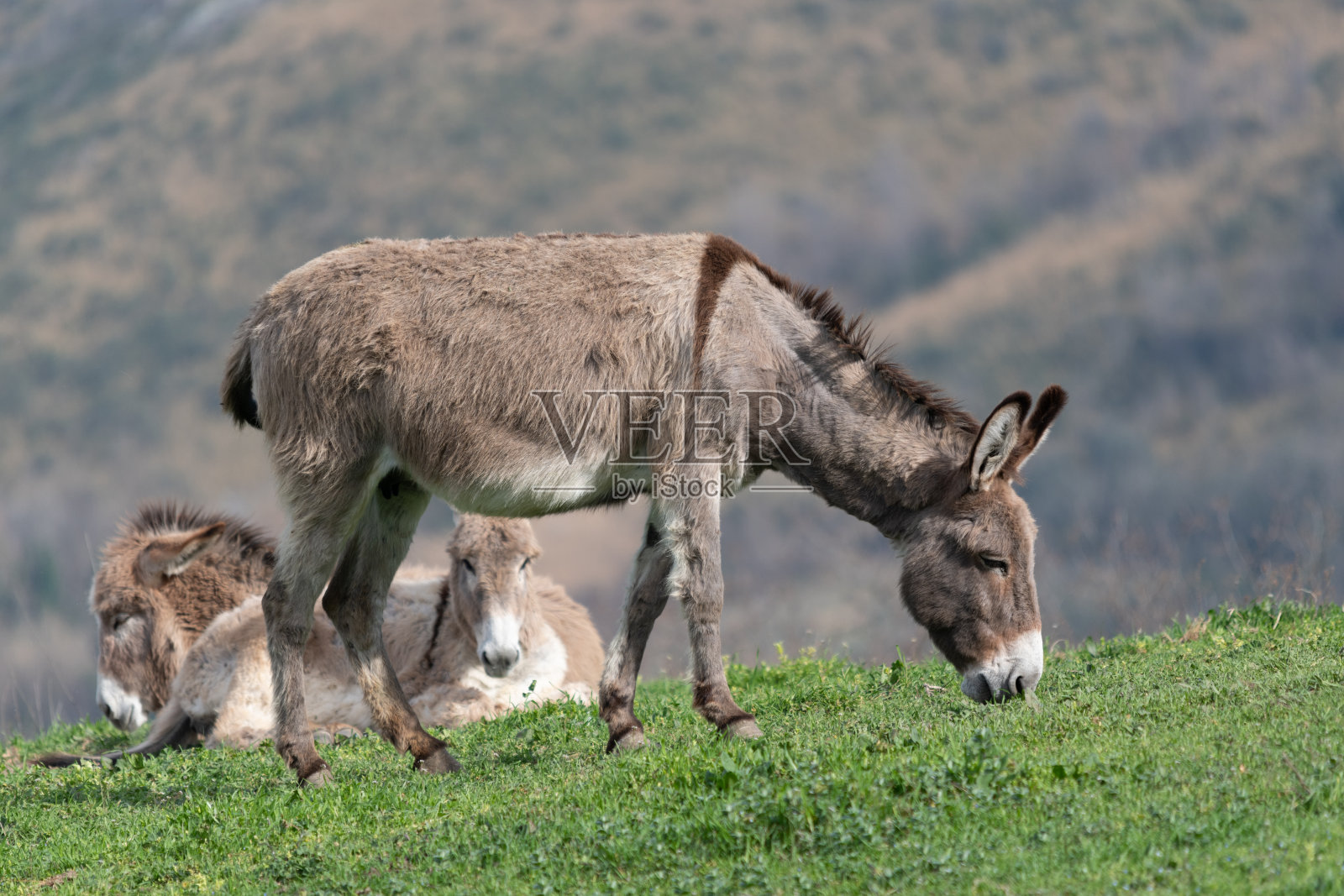 三头驴在山上照片摄影图片